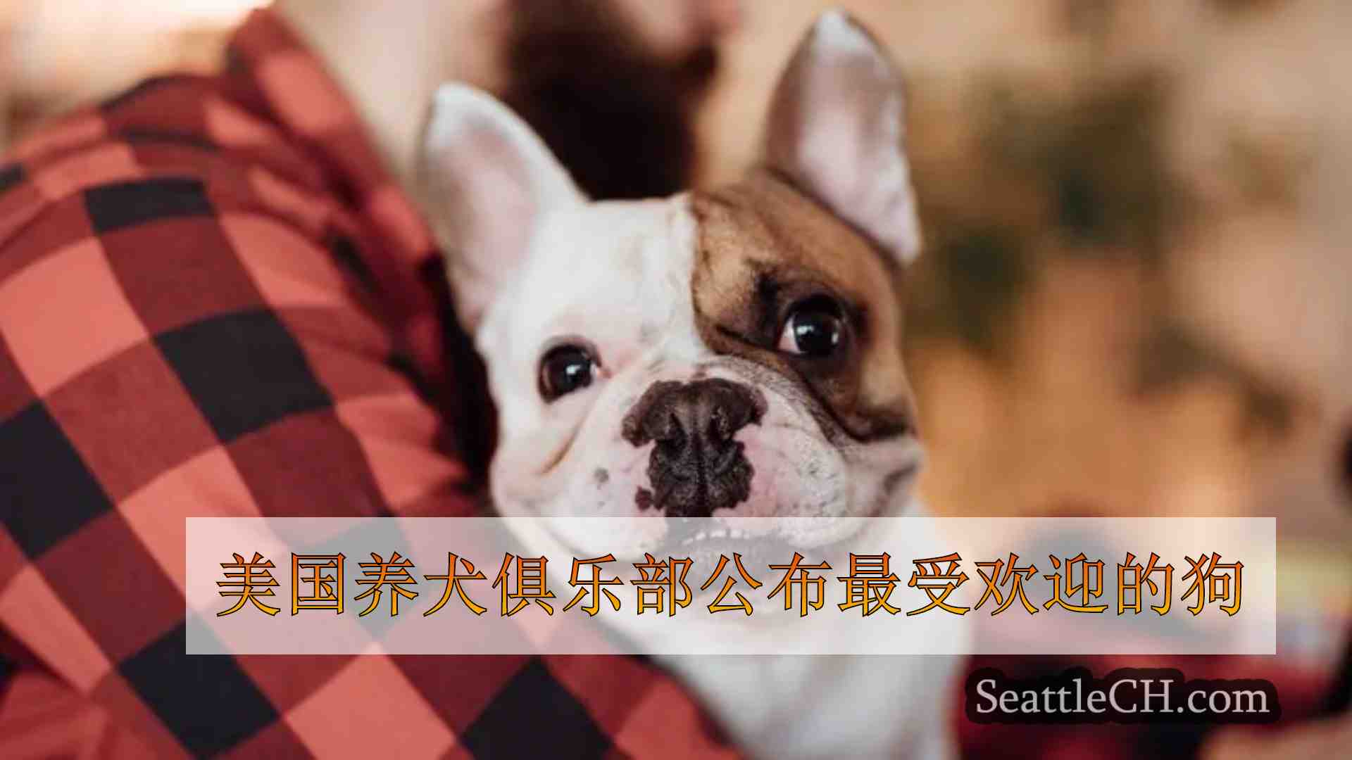 美国养犬俱乐部公布最受欢迎的狗