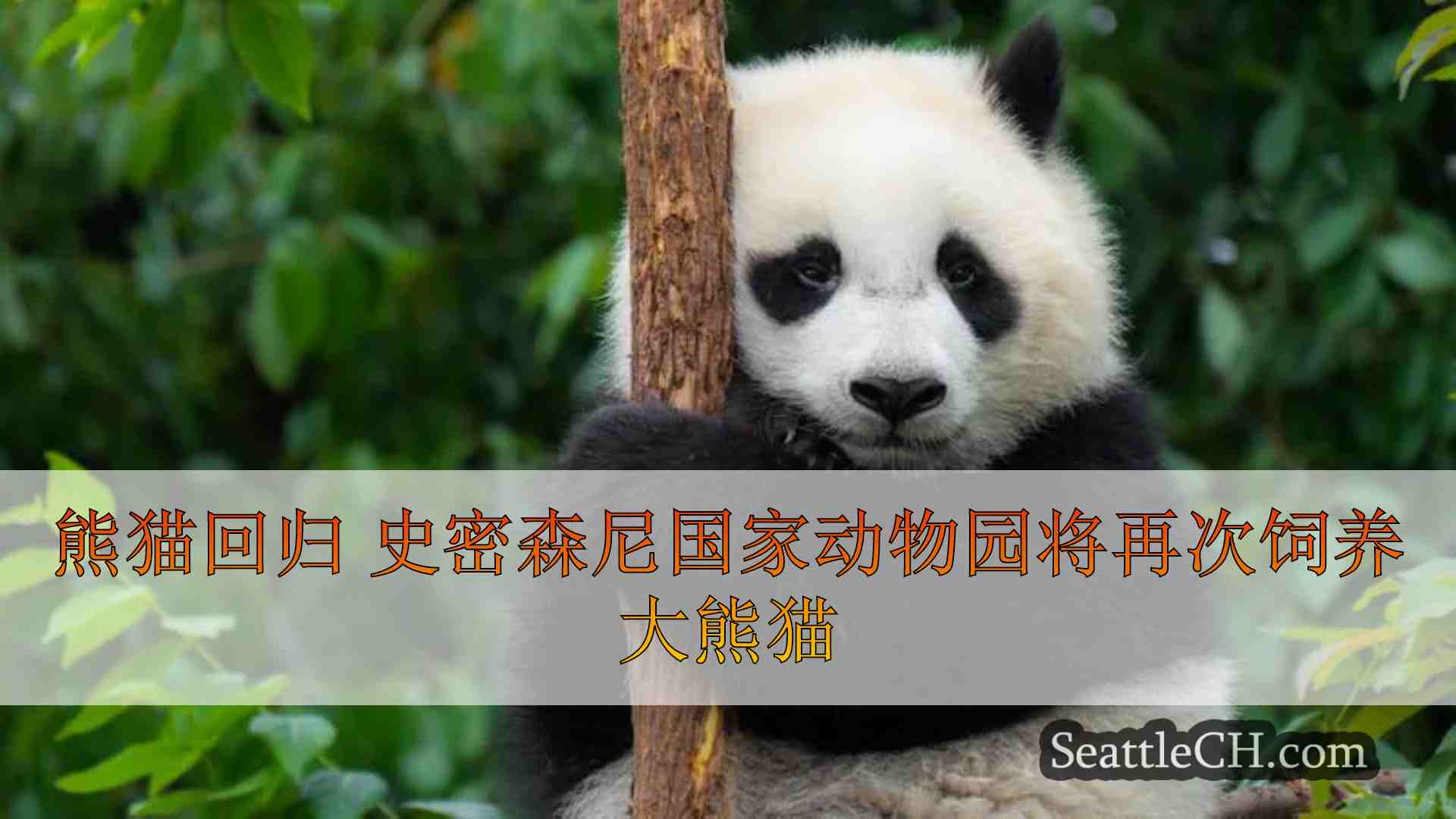 熊猫回归 史密森尼国家动物园将再次饲养大熊猫
