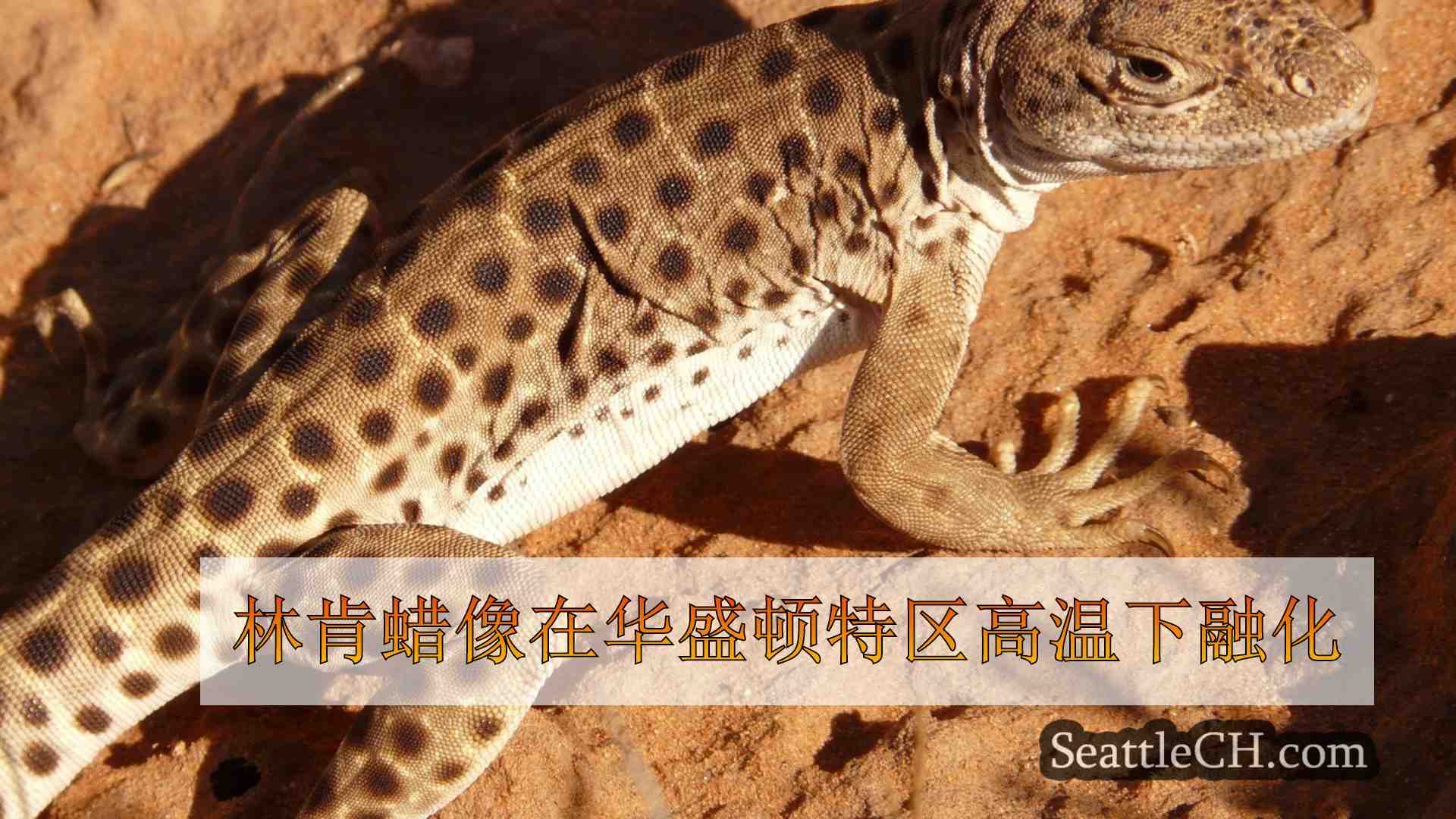 西雅图新闻 SeattleCH