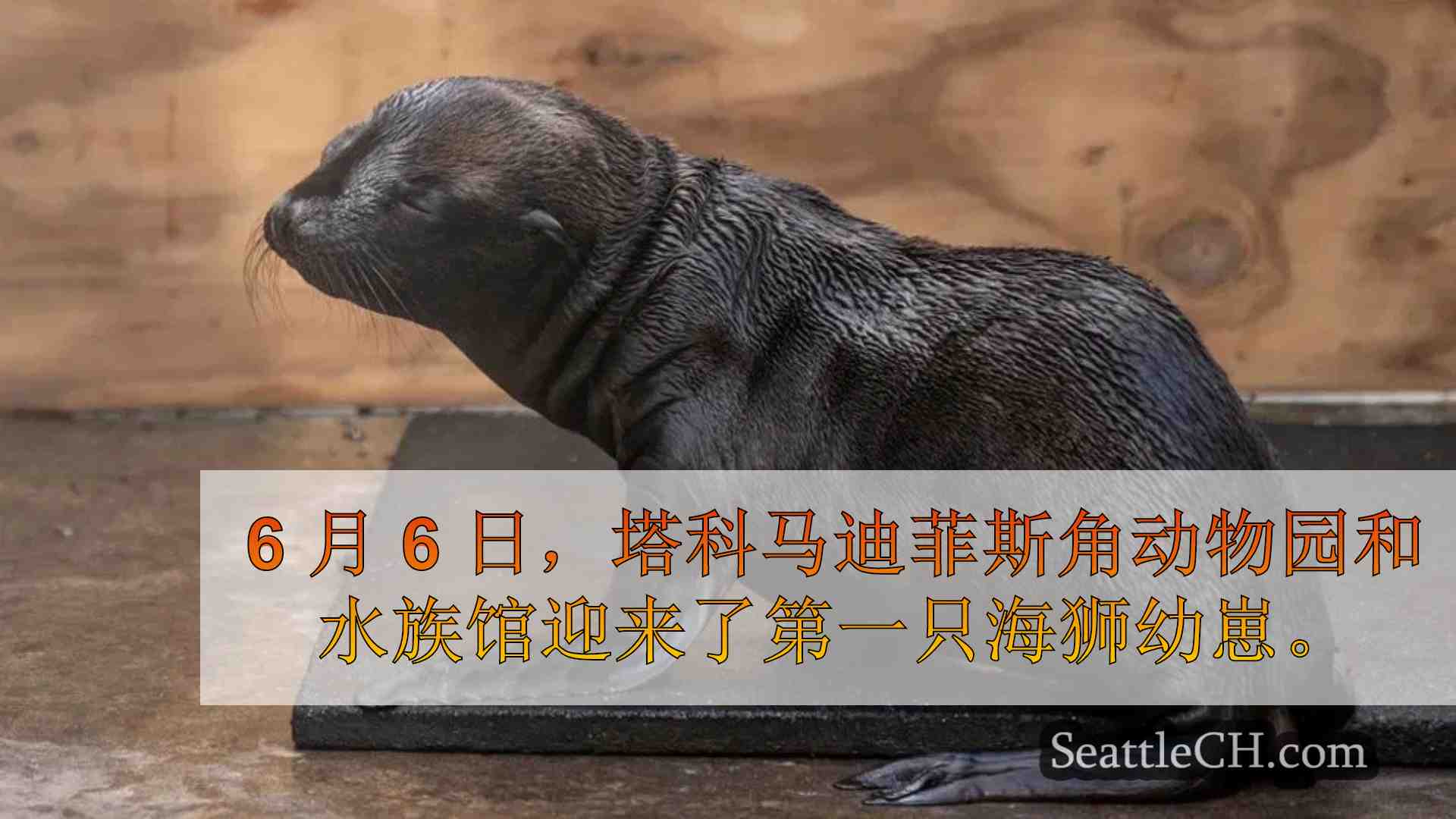 迪菲斯角动物园迎来 119 年历史上第一只海狮幼崽
