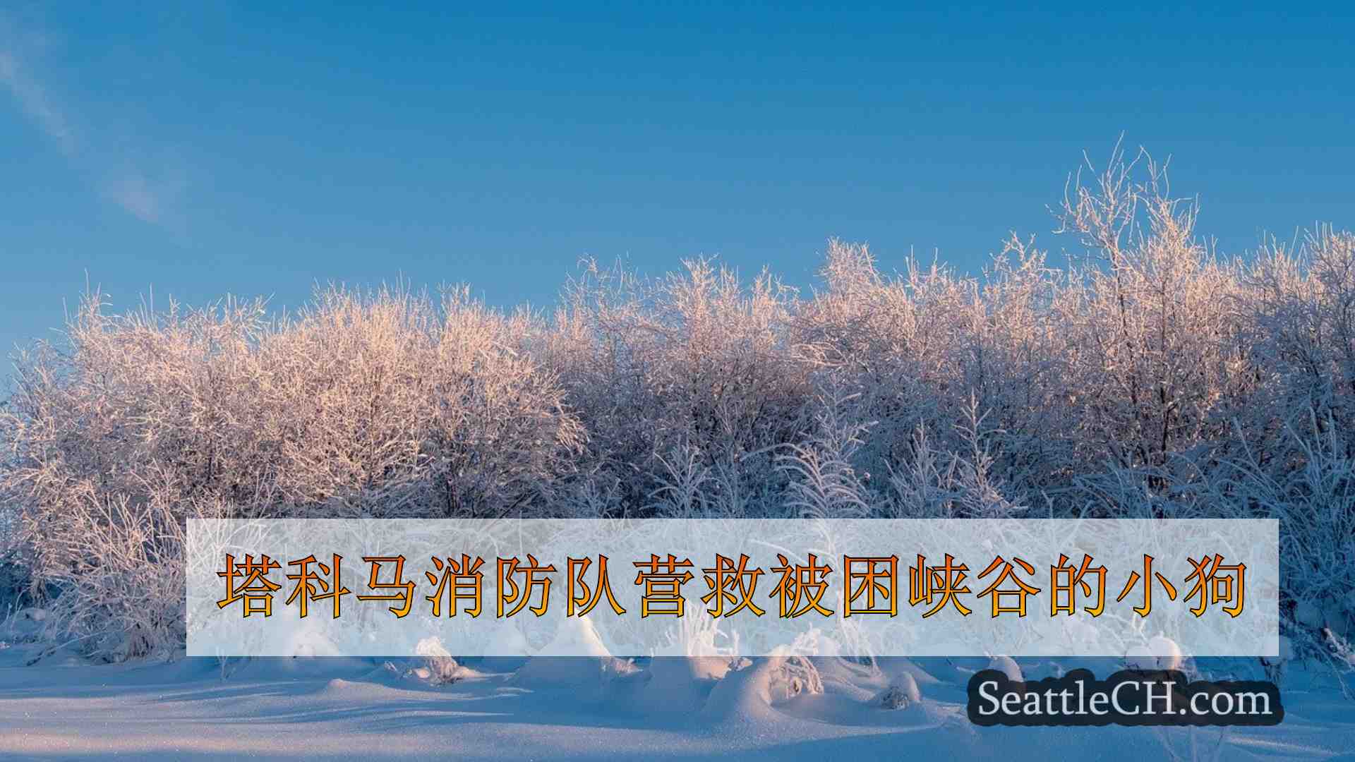 塔科马消防队营救被困峡谷的小狗