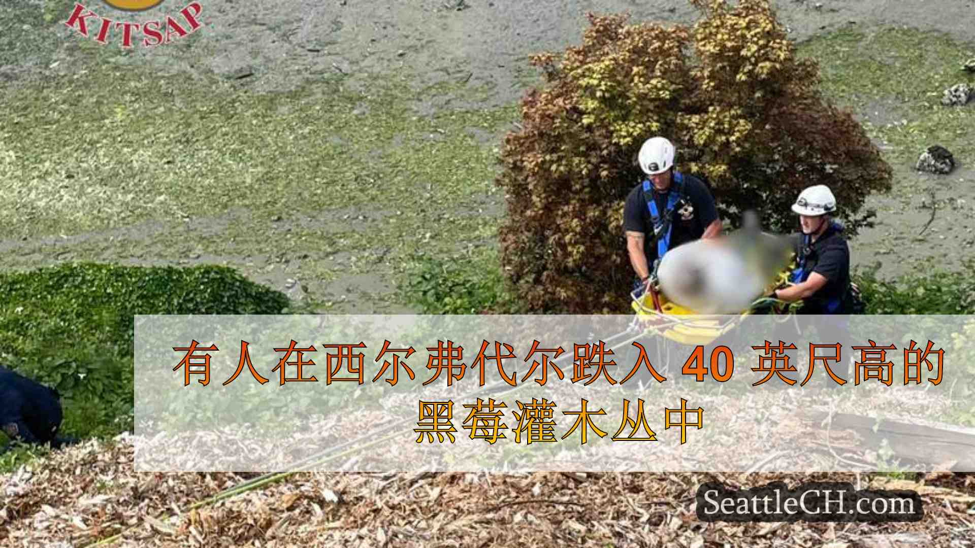 有人在西尔弗代尔跌入 40 英尺高的黑莓灌木丛中