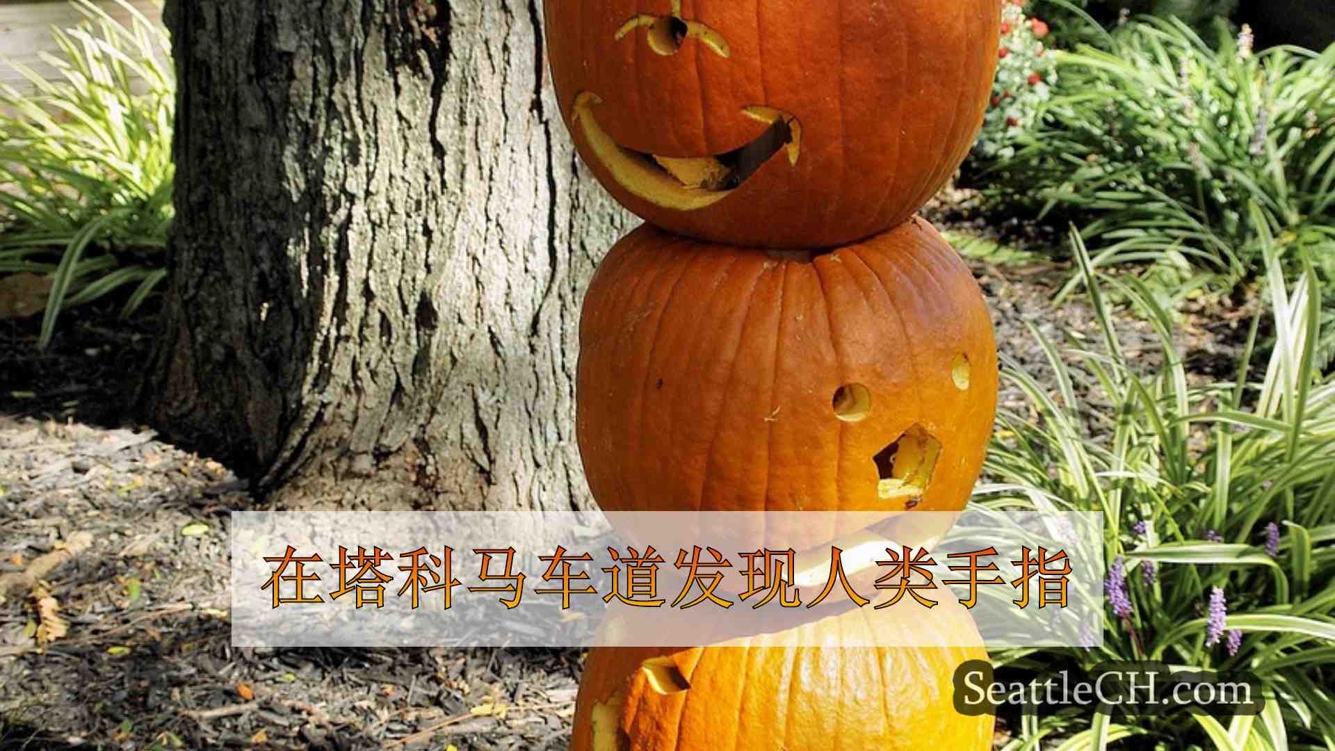 西雅图新闻 SeattleCH