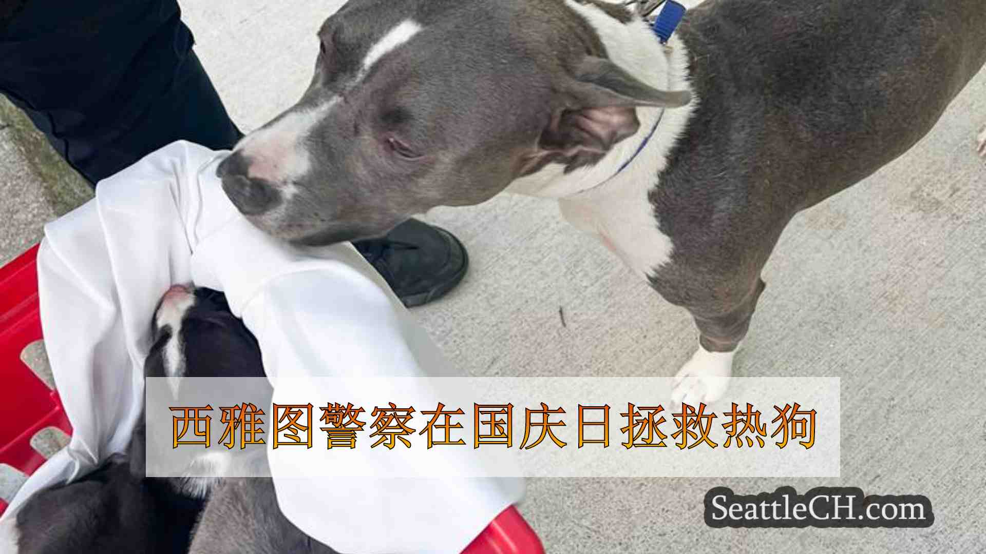 西雅图新闻 SeattleCH