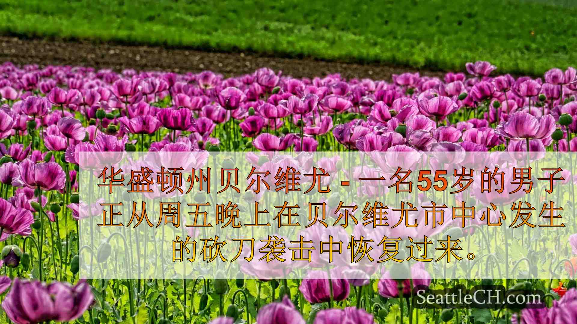 西雅图新闻 SeattleCH