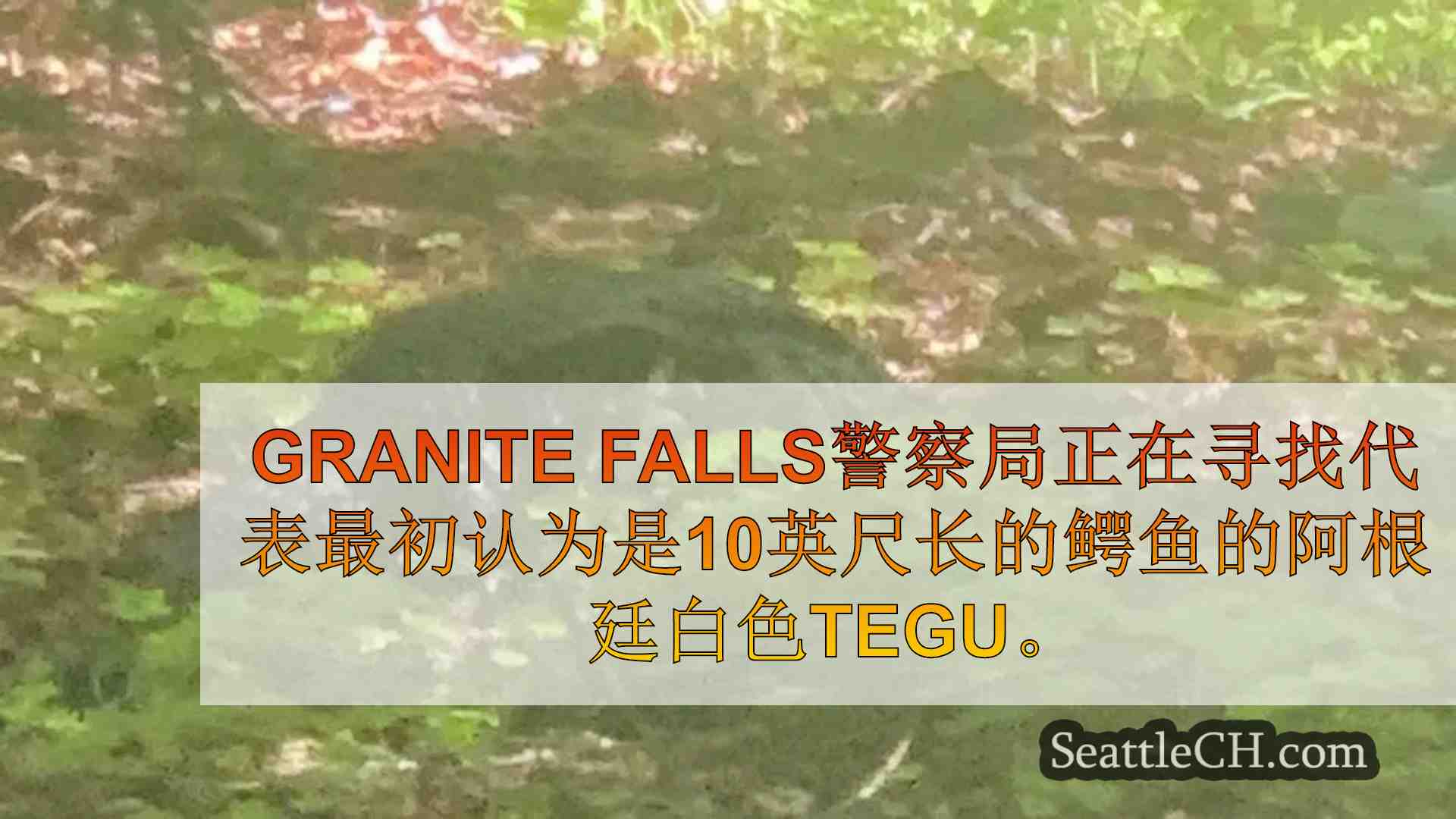 Granite Falls警察在寻找大型阿根廷白色Tegu误认为10'鳄鱼