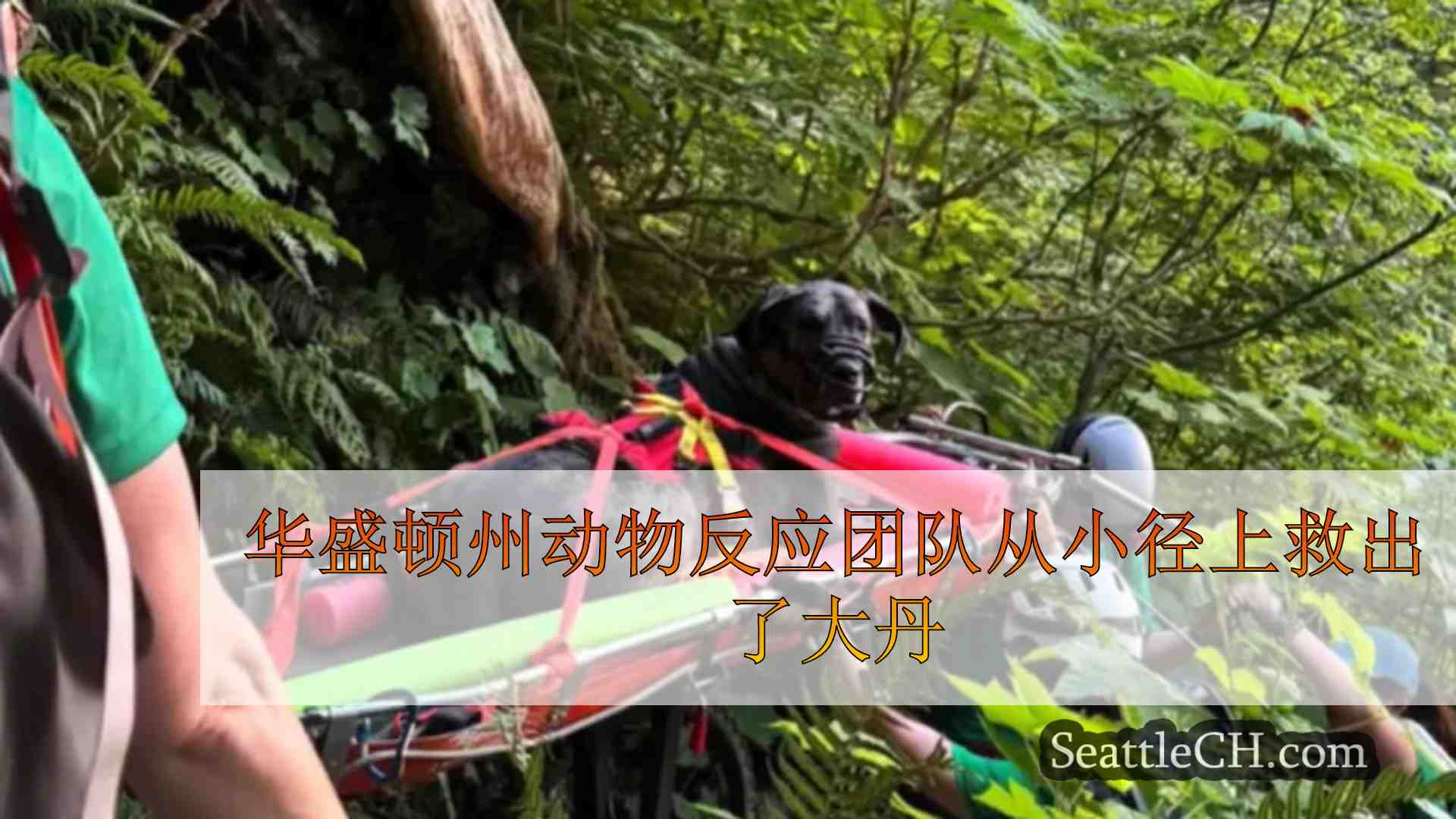 华盛顿州动物反应团队从小径上救出了大丹