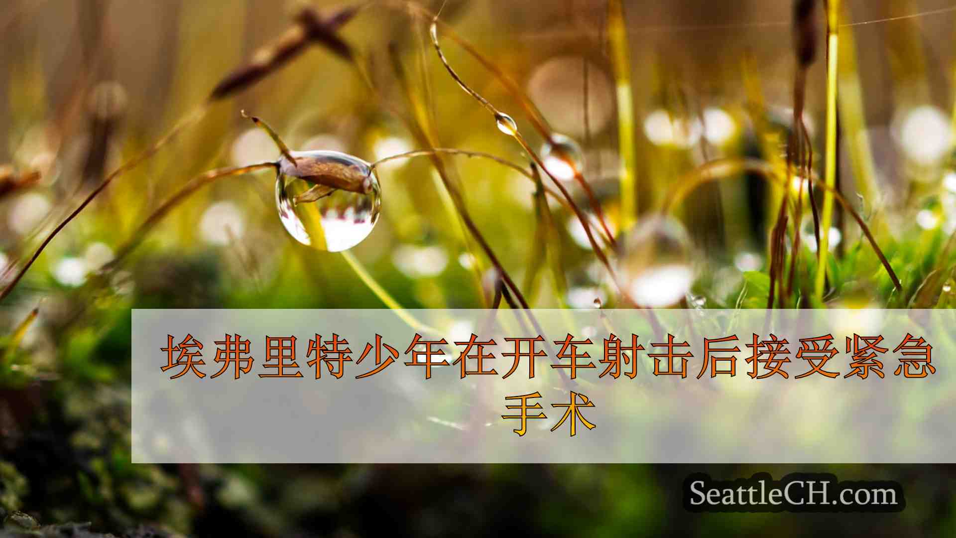 西雅图新闻 SeattleCH