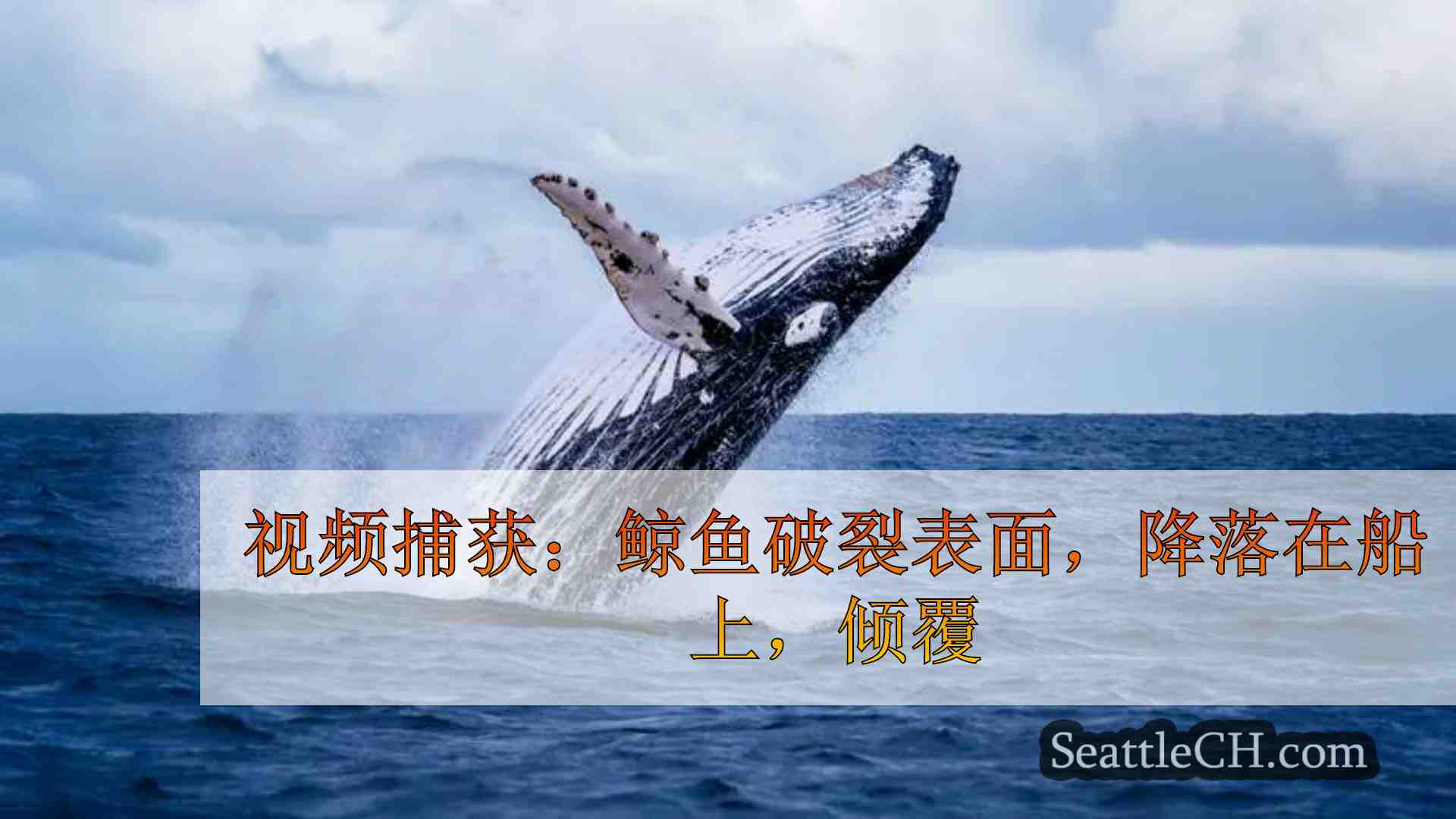 视频捕获：鲸鱼破裂表面，降落在船上，倾覆