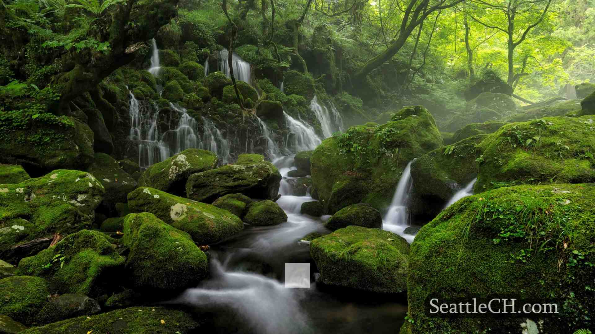 西雅图新闻 SeattleCH
