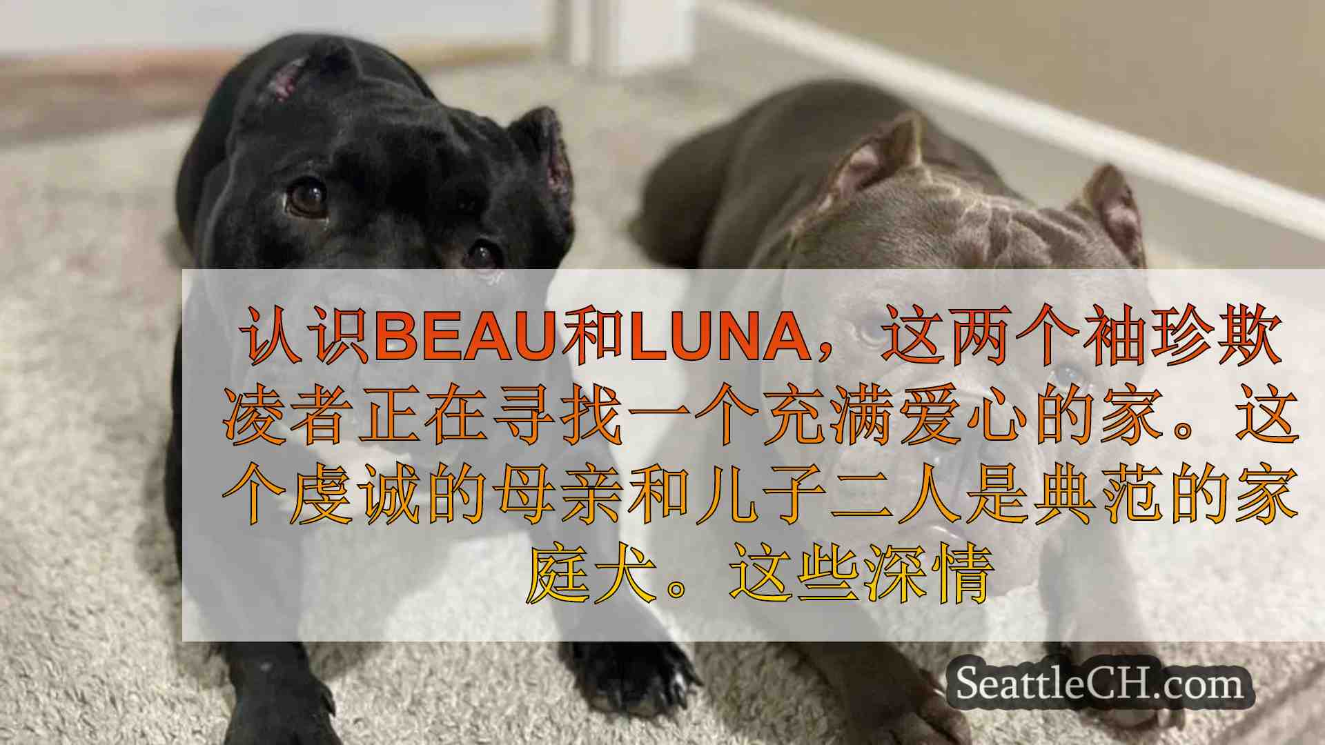 母子狗二重奏Beau和Luna一起寻找新家