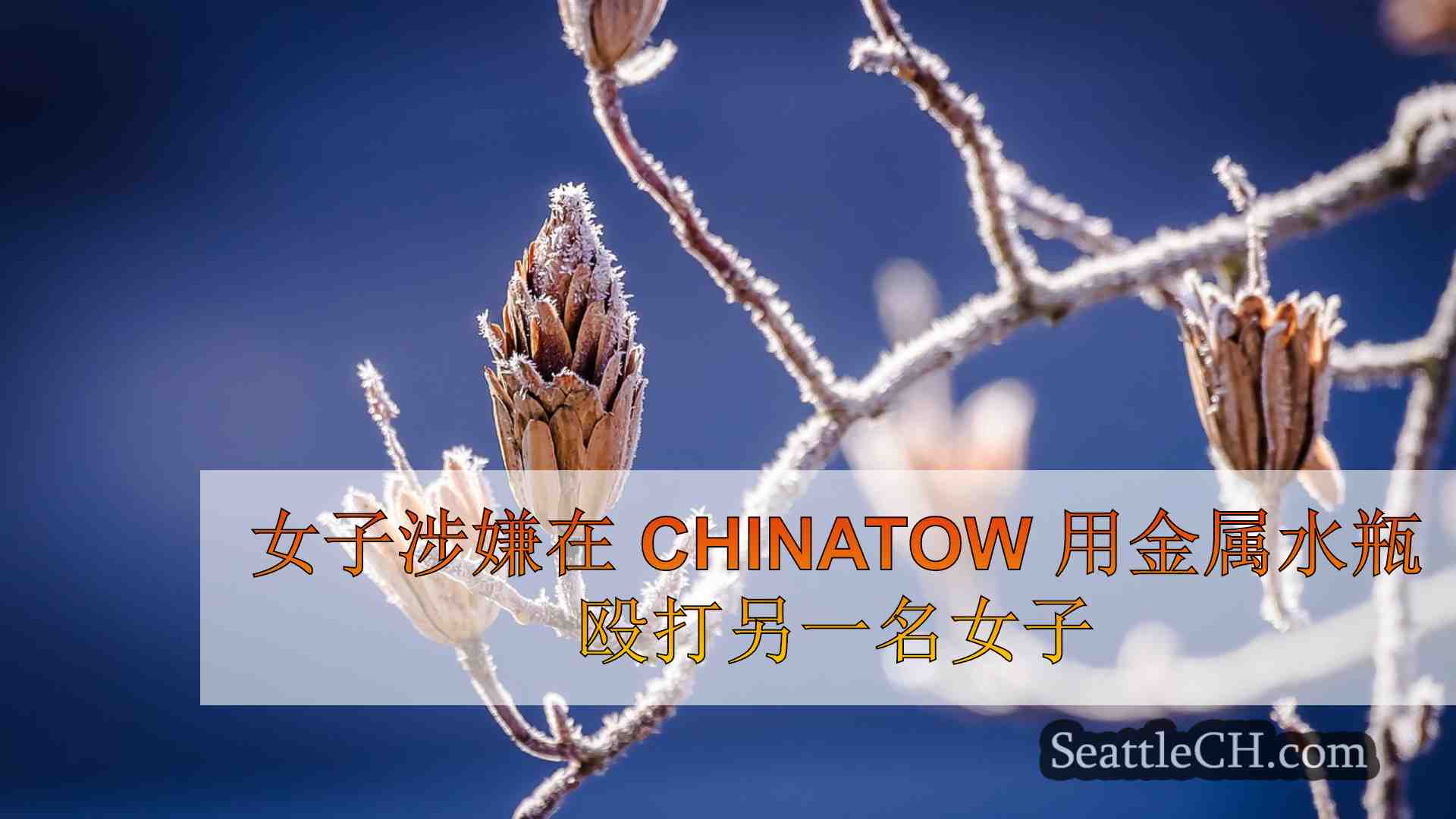 西雅图新闻 SeattleCH