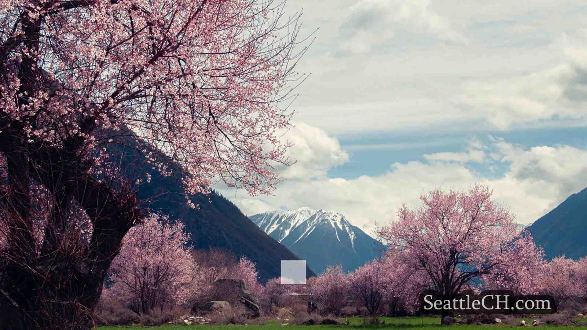 西雅图新闻 SeattleCH