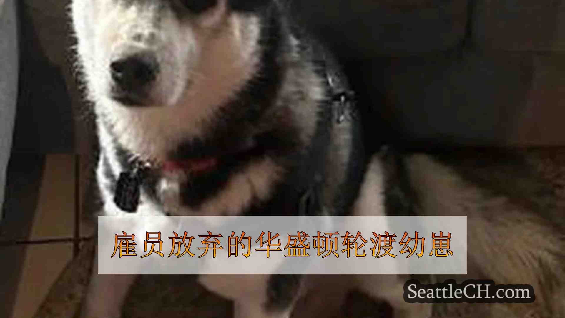 西雅图新闻 SeattleCH