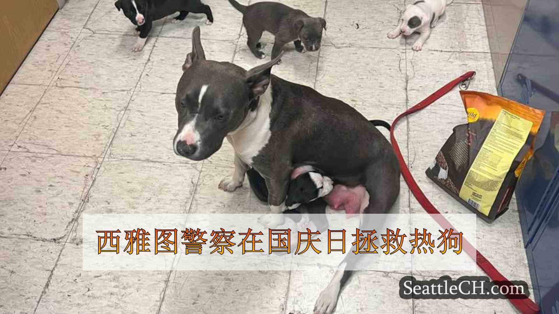 西雅图新闻 SeattleCH