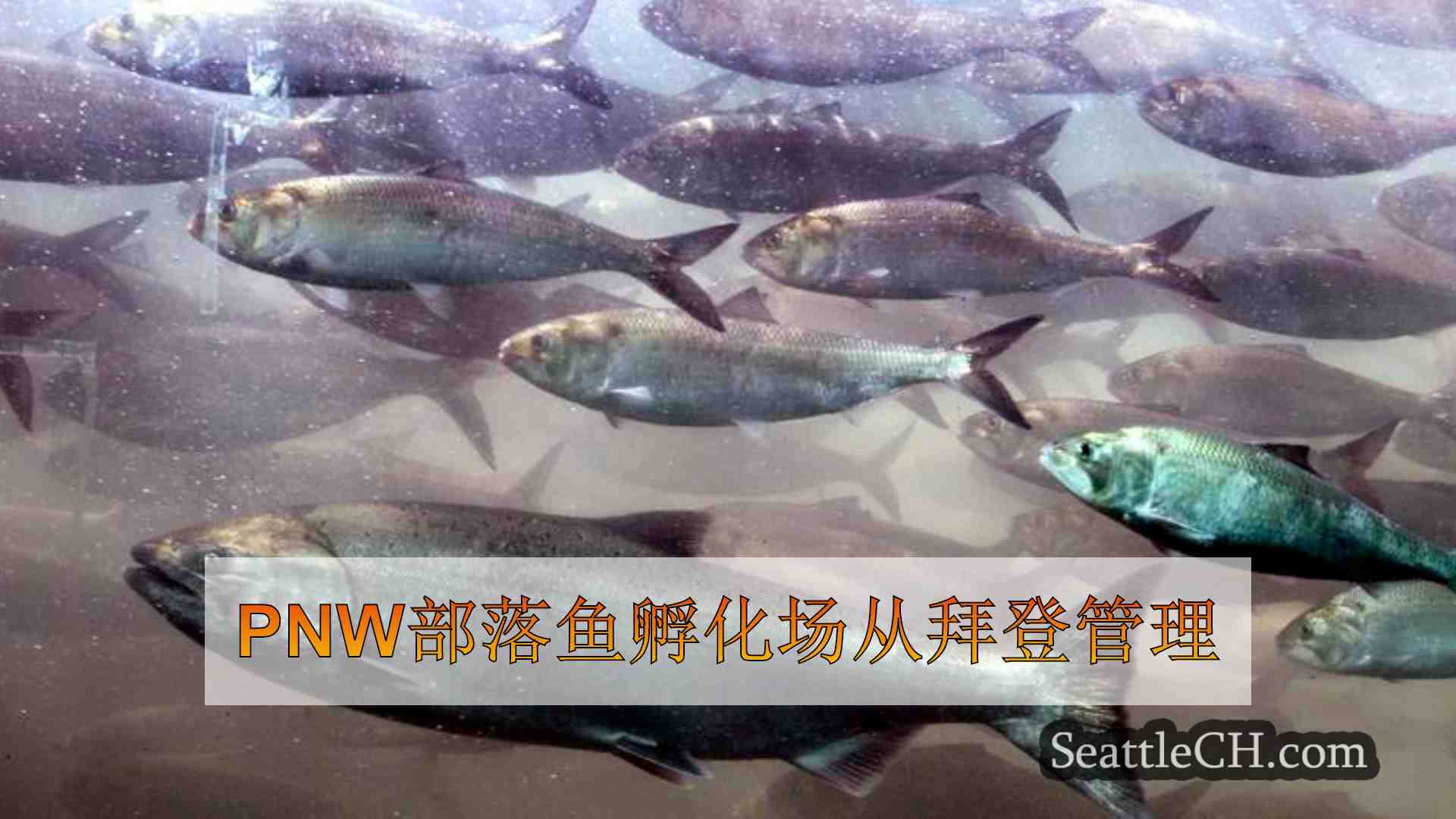 PNW部落鱼孵化场从拜登管理