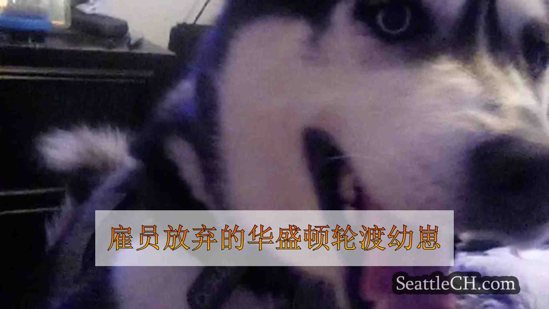雇员放弃的华盛顿轮渡幼崽