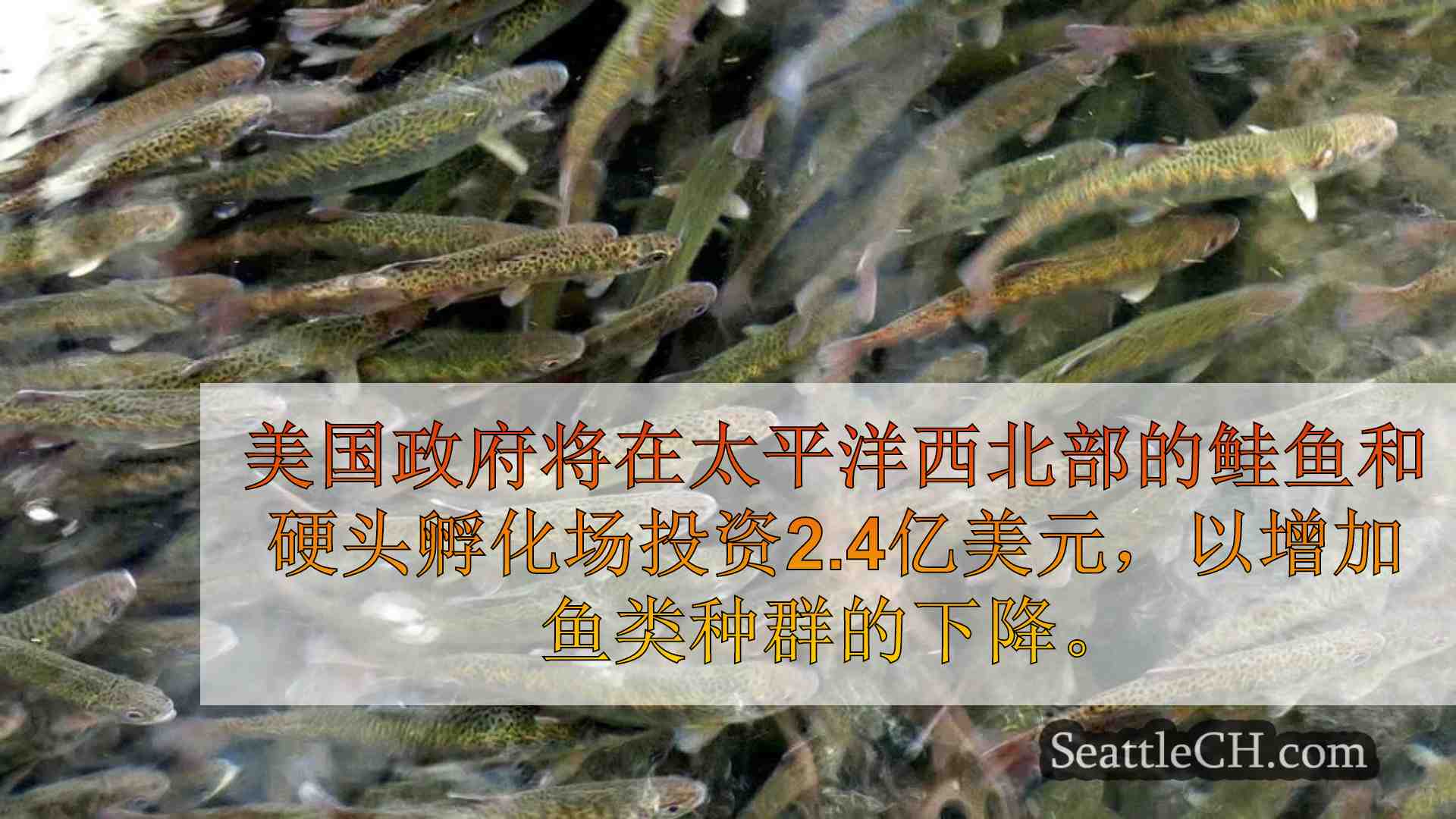 美国承诺2.4亿美元改善鱼类孵化场，保护西北太平洋的部落权利