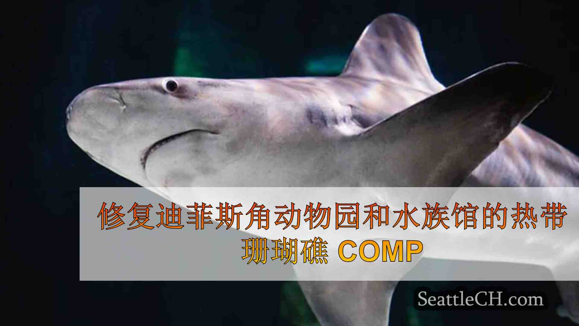 迪菲斯角动物园和水族馆热带珊瑚礁修复工程完工