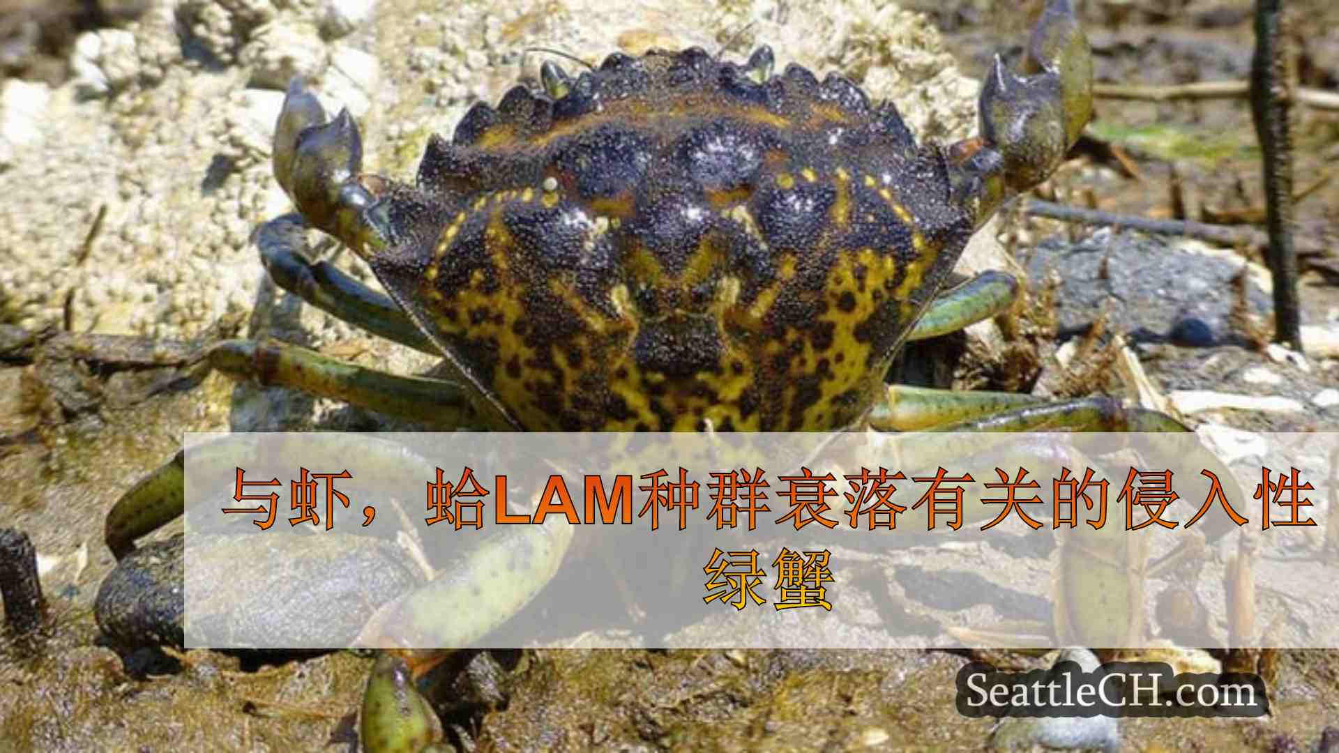 与虾，蛤lam种群衰落有关的侵入性绿蟹