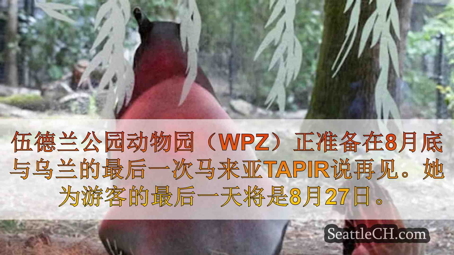 西雅图新闻 SeattleCH
