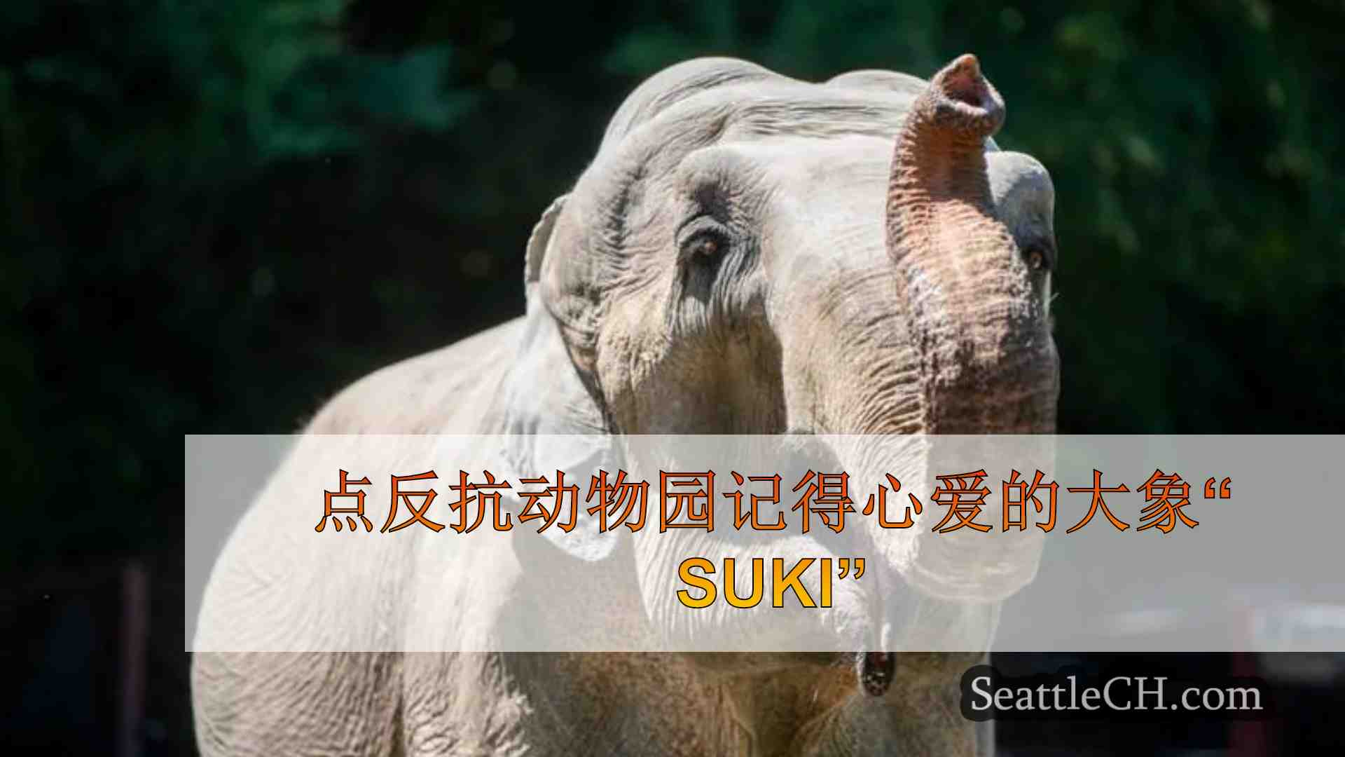 点反抗动物园记得心爱的大象“ suki”