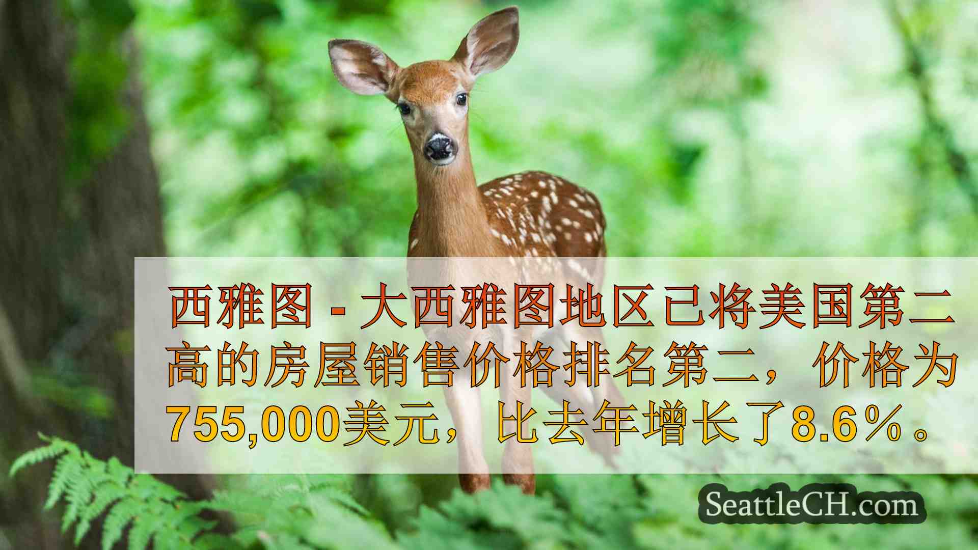 西雅图新闻 SeattleCH