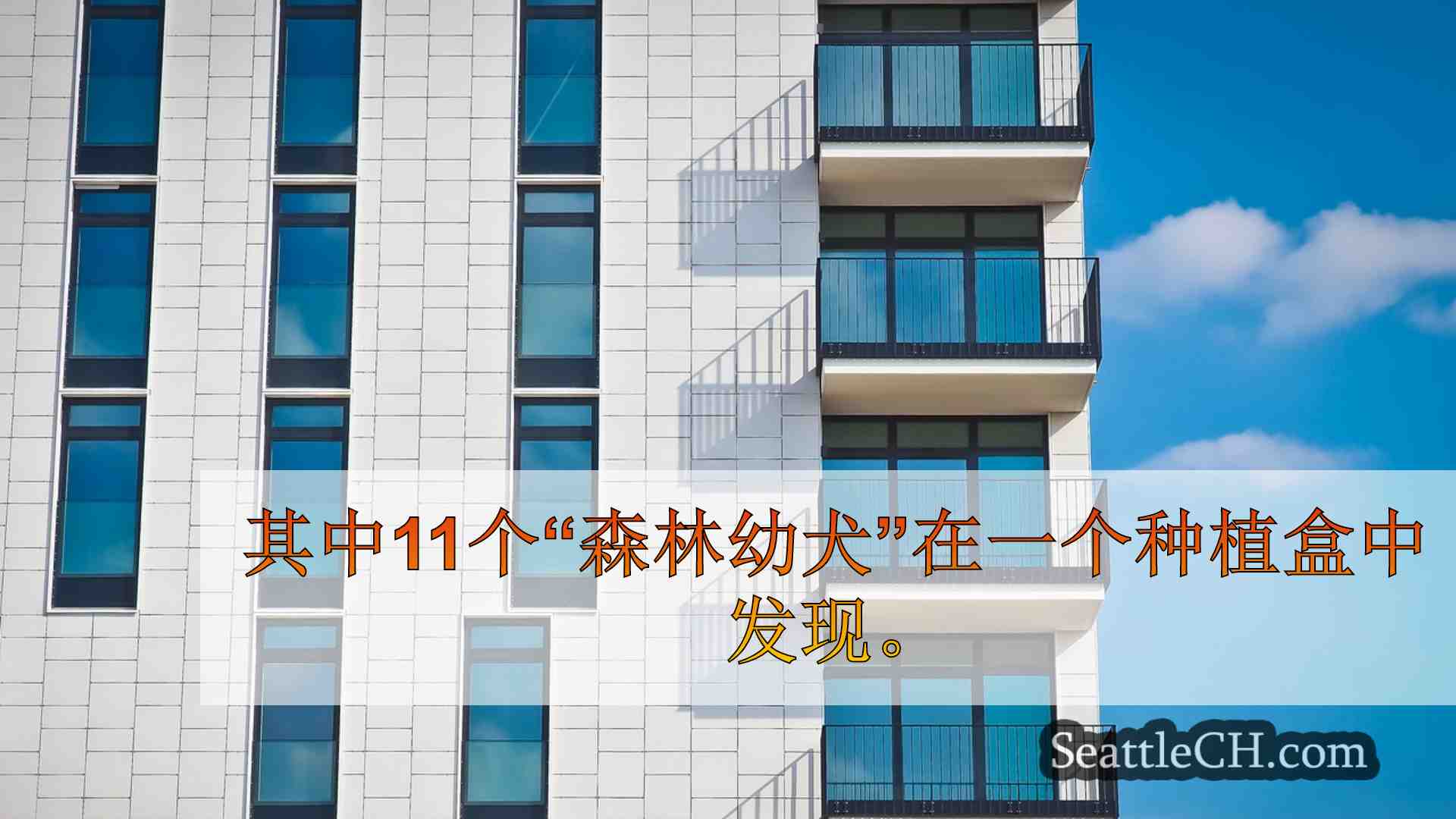 西雅图新闻 SeattleCH