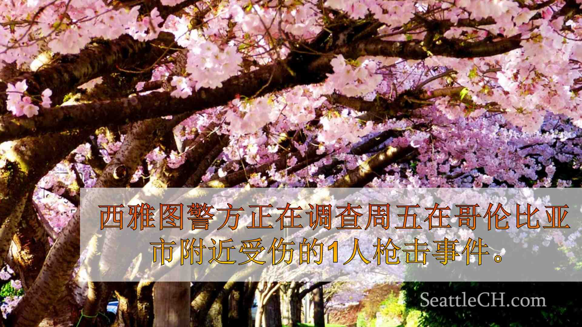 西雅图新闻 SeattleCH