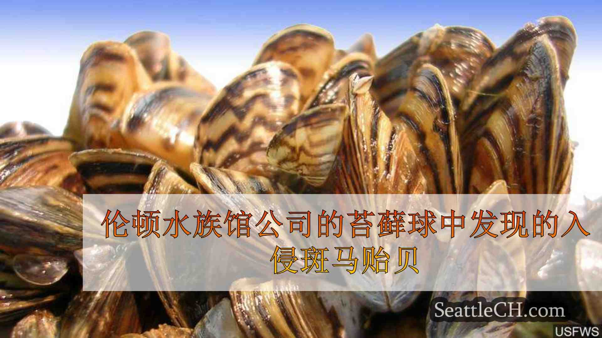 伦顿水族馆公司的苔藓球中发现的入侵斑马贻贝