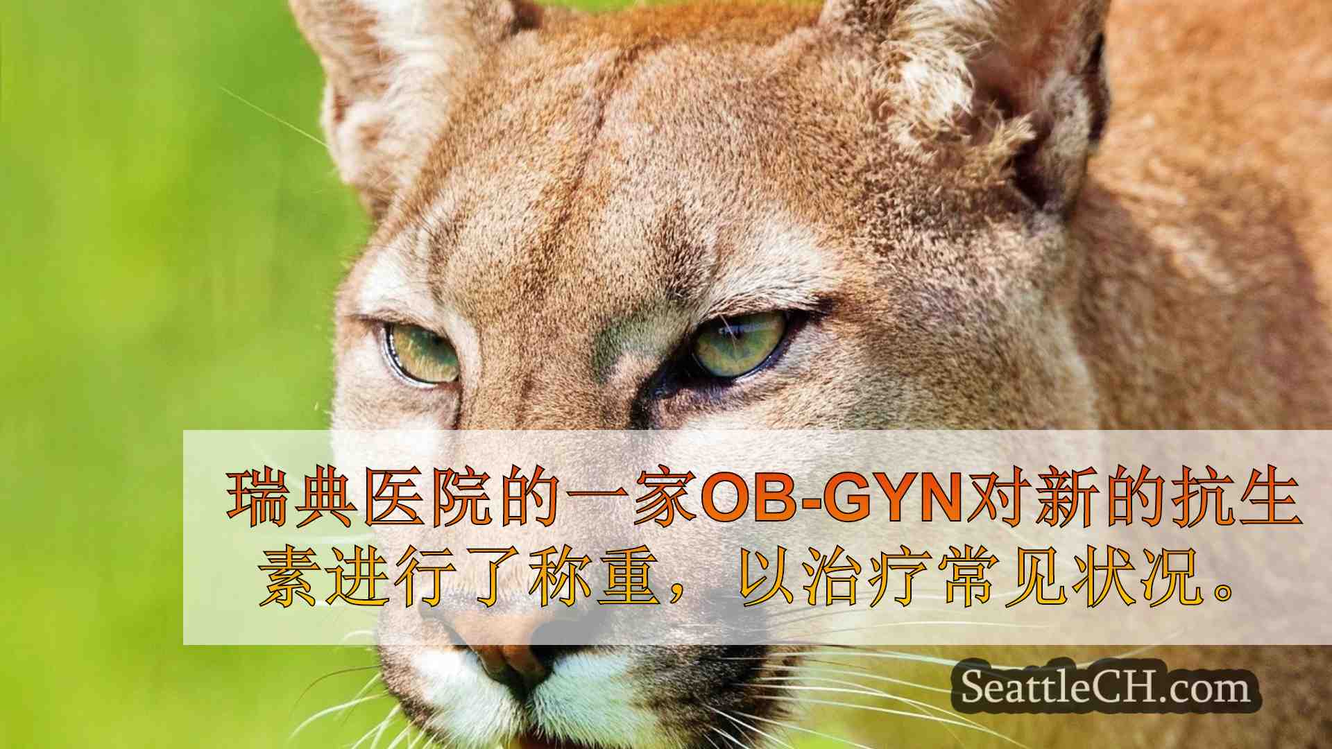 西雅图新闻 SeattleCH