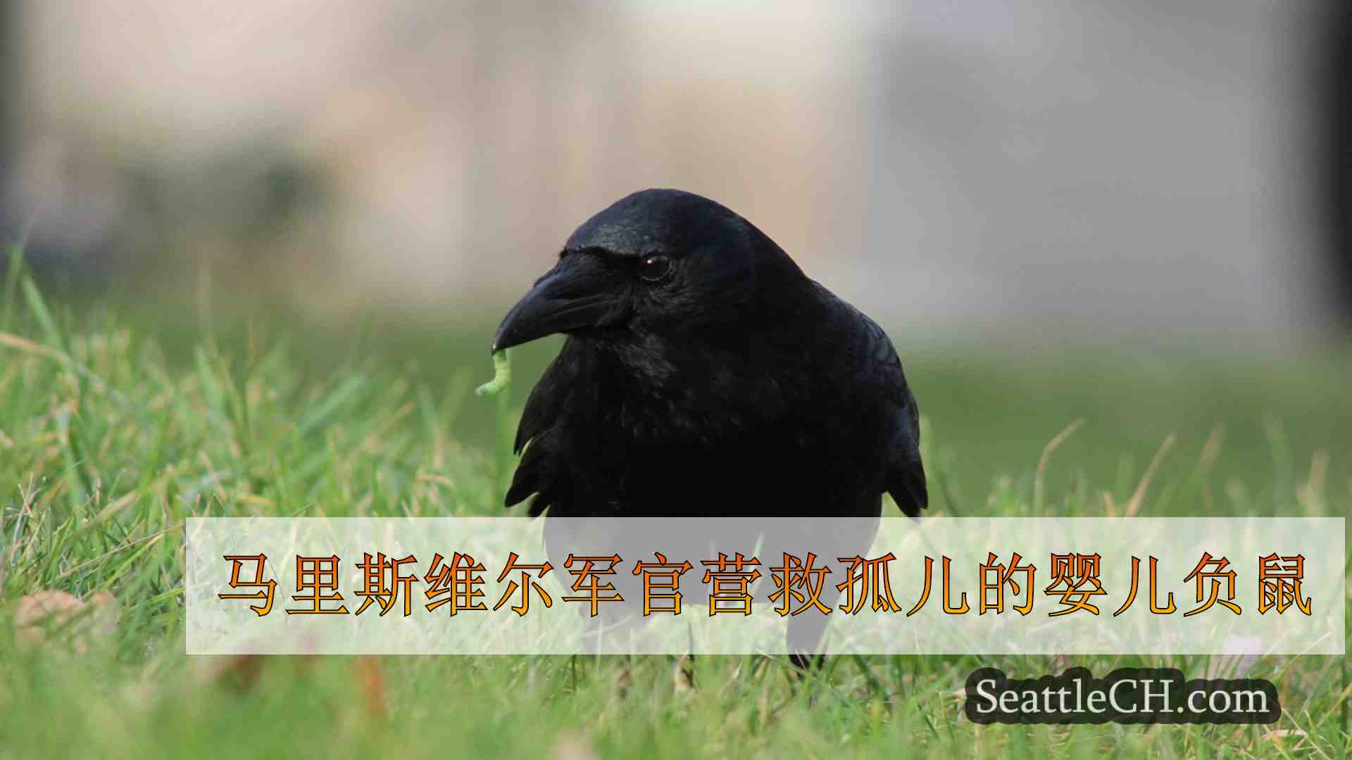 西雅图新闻 SeattleCH