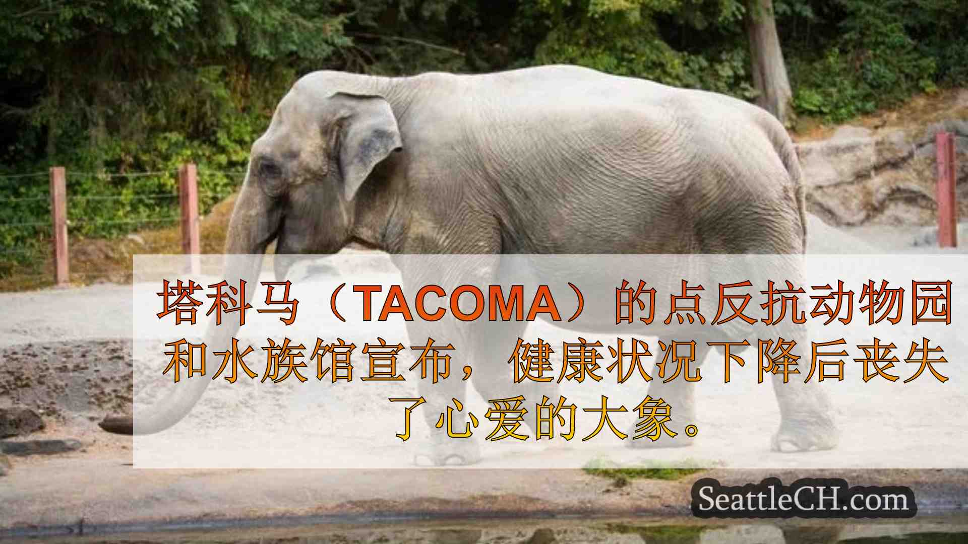 西雅图新闻 SeattleCH