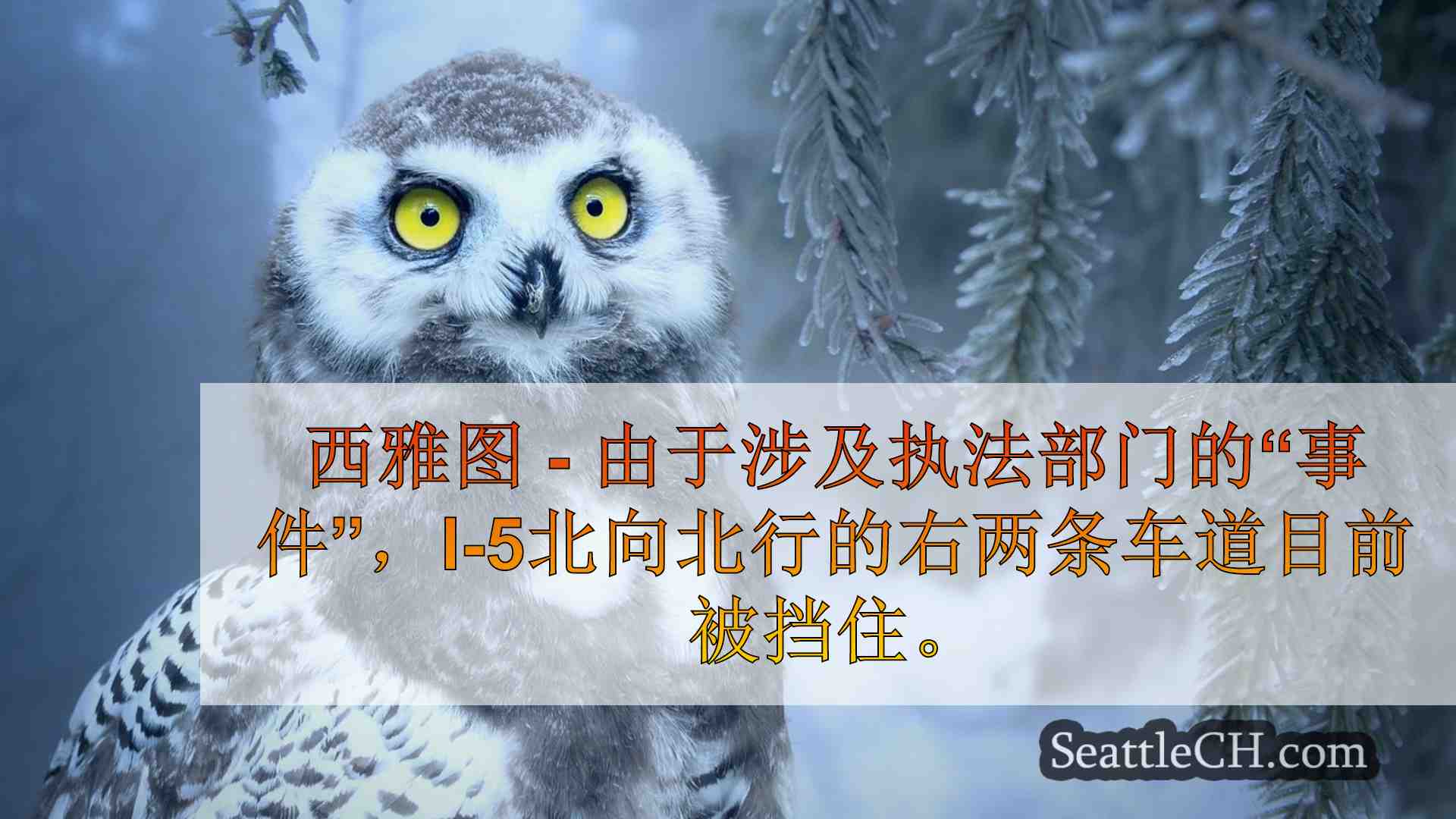 西雅图新闻 SeattleCH