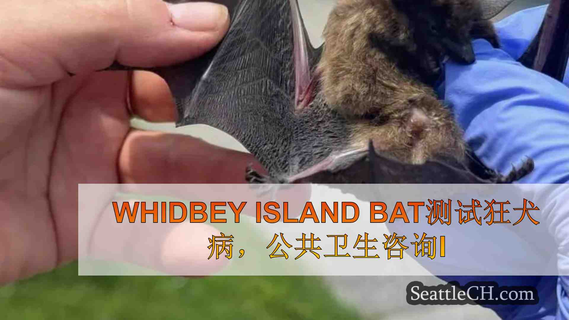 发行的公共卫生咨询会发出狂犬病阳性的Whidbey Island蝙蝠测试