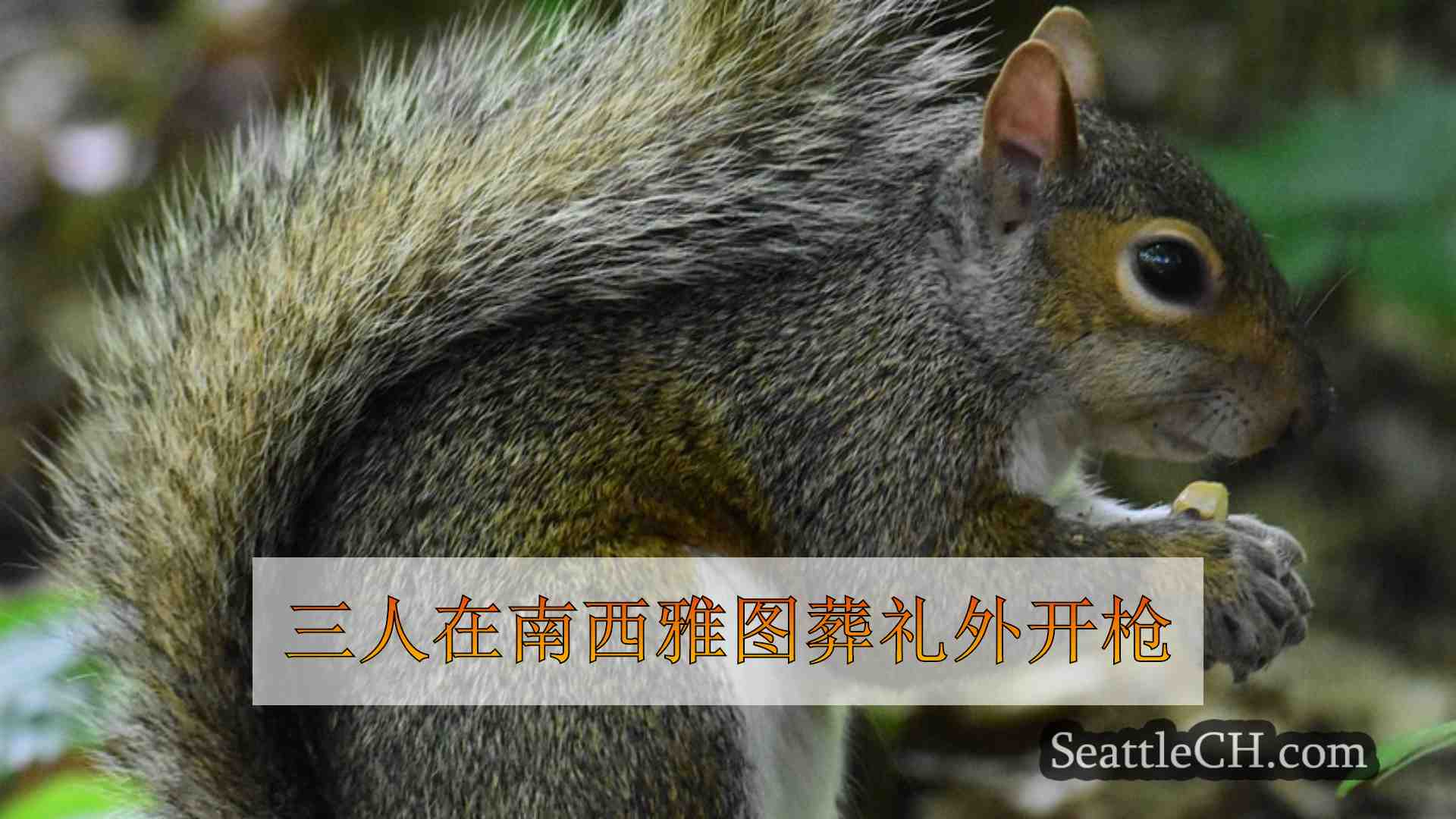 西雅图新闻 SeattleCH