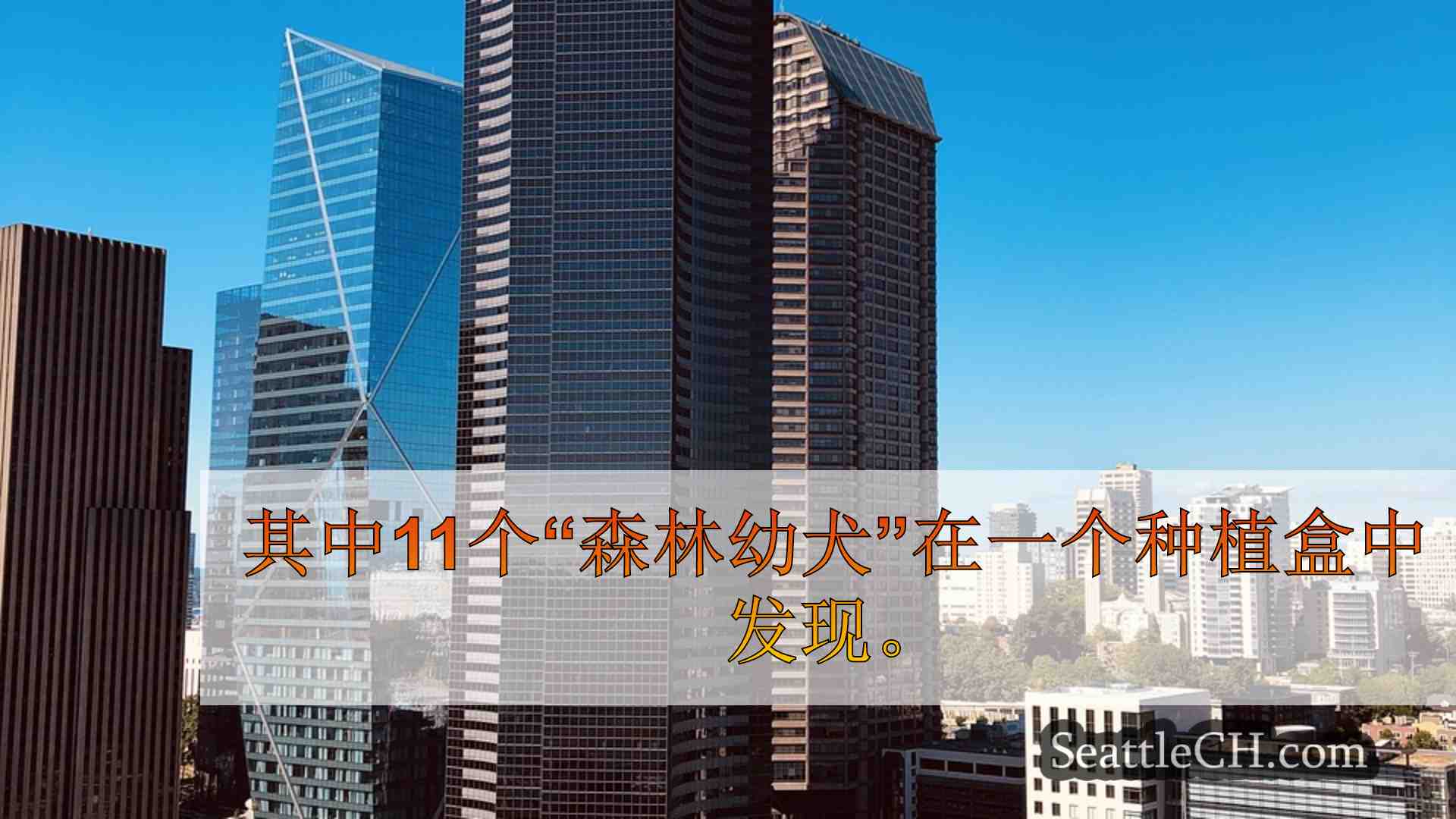 西雅图新闻 SeattleCH