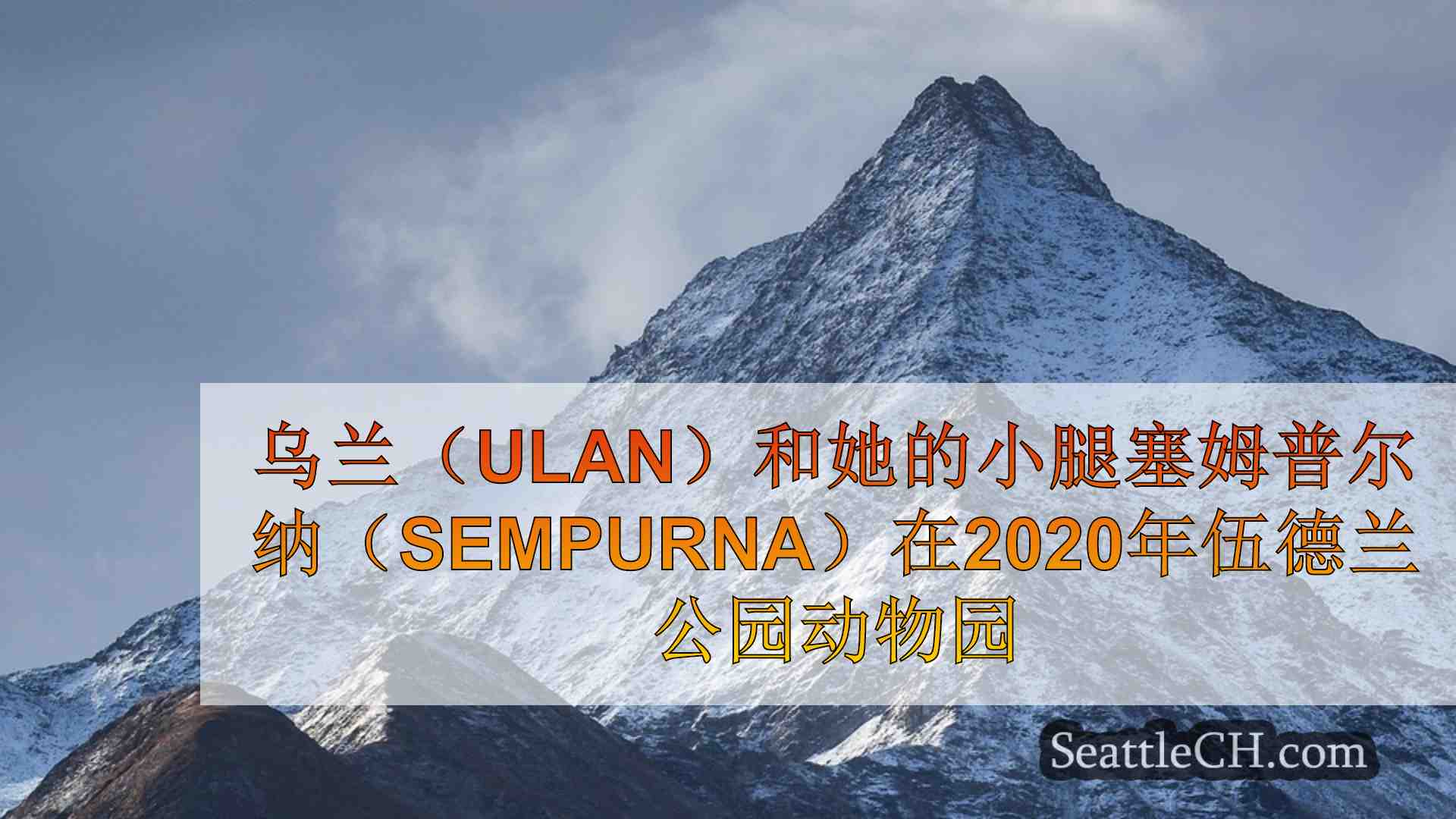 最终有机会看到林地公园动物园的最后一位马来亚tapir在西雅图