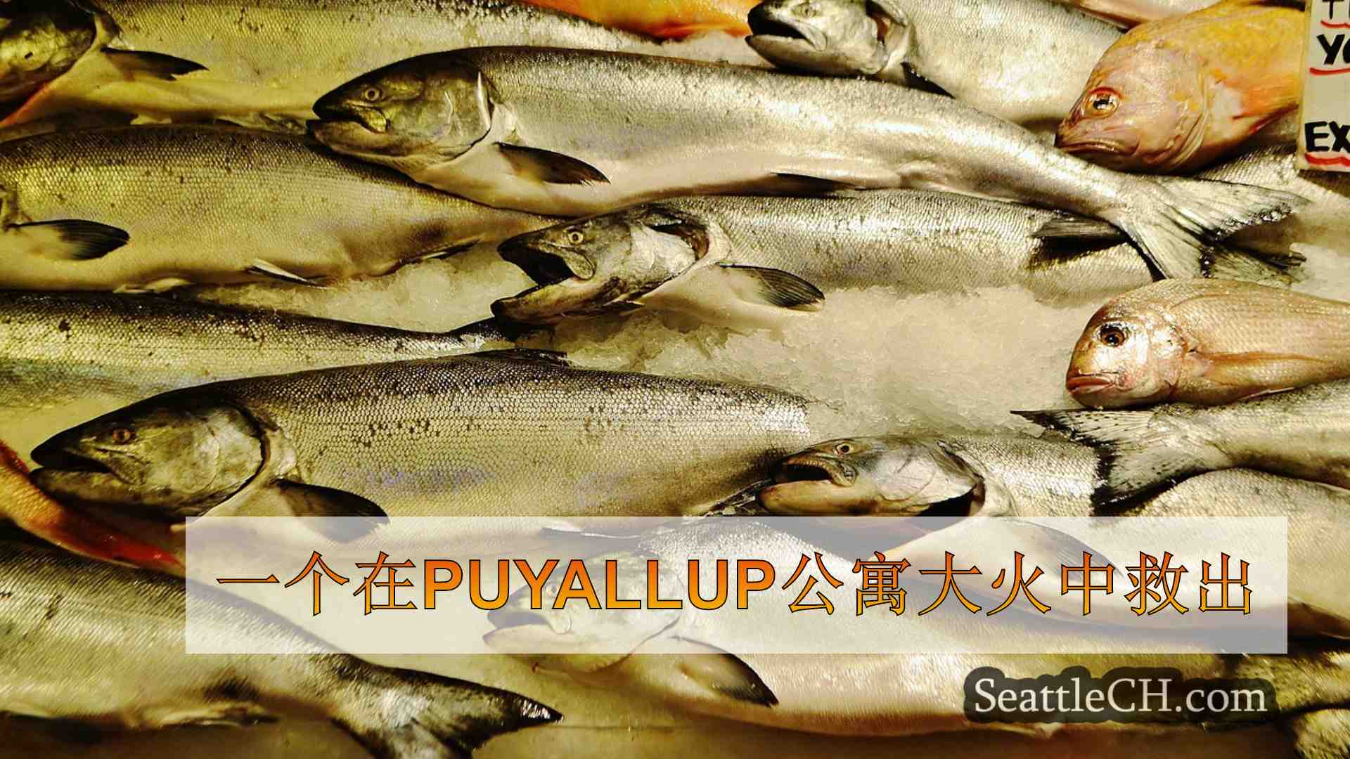 西雅图新闻 SeattleCH