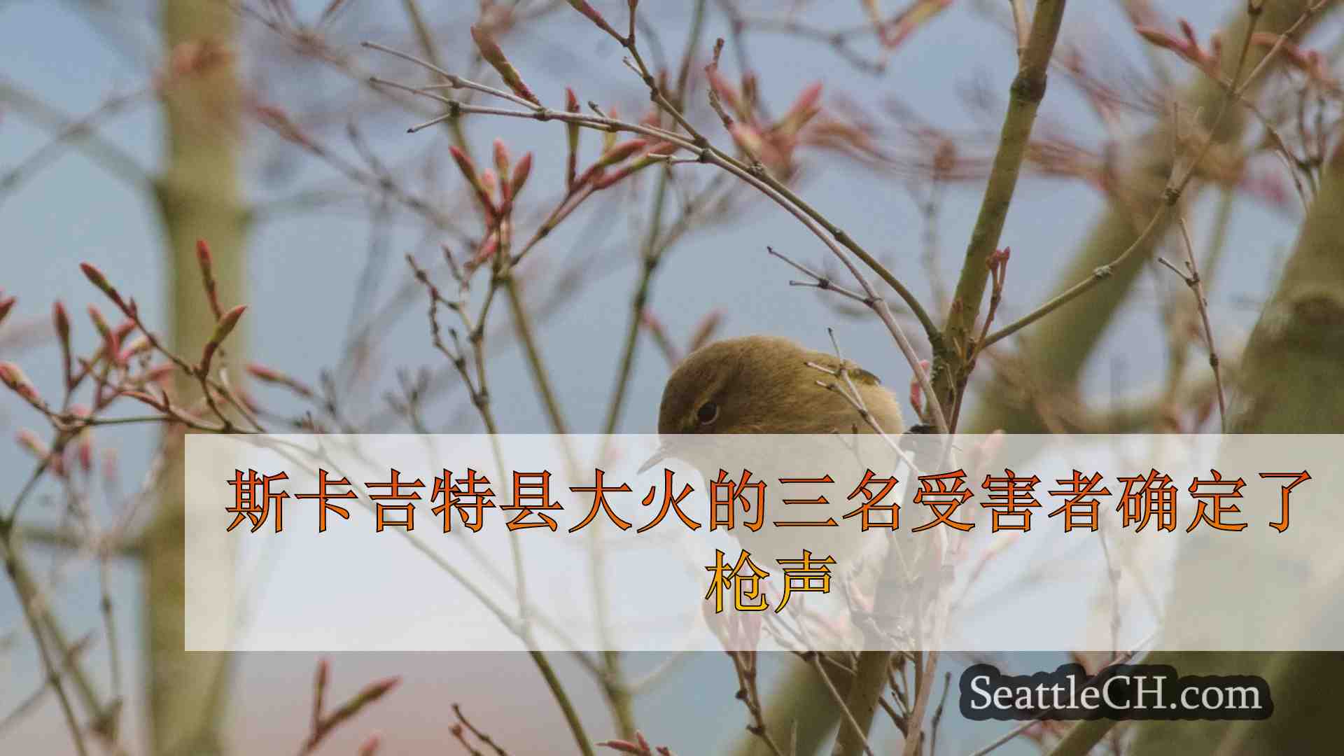西雅图新闻 SeattleCH