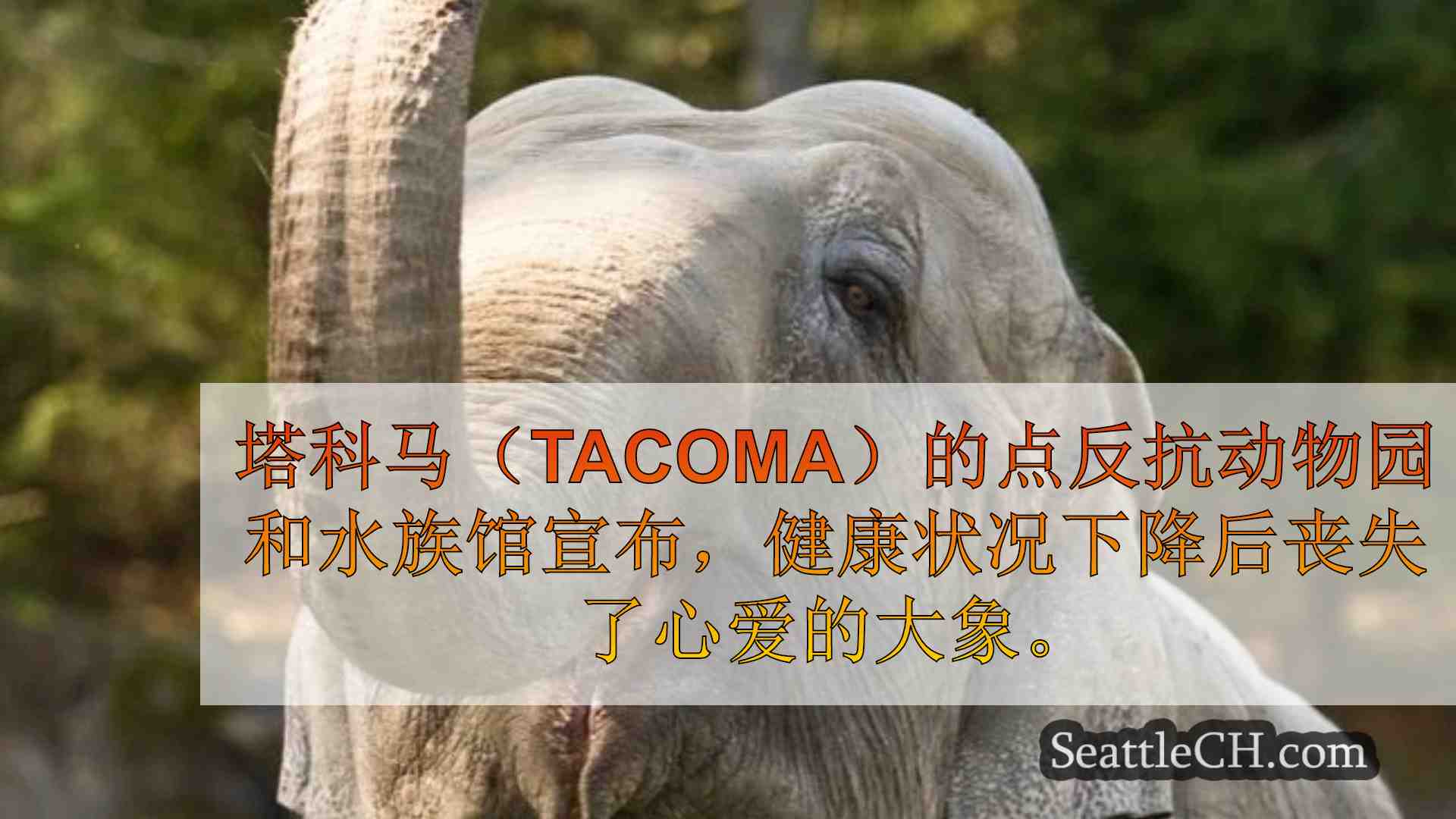 西雅图新闻 SeattleCH