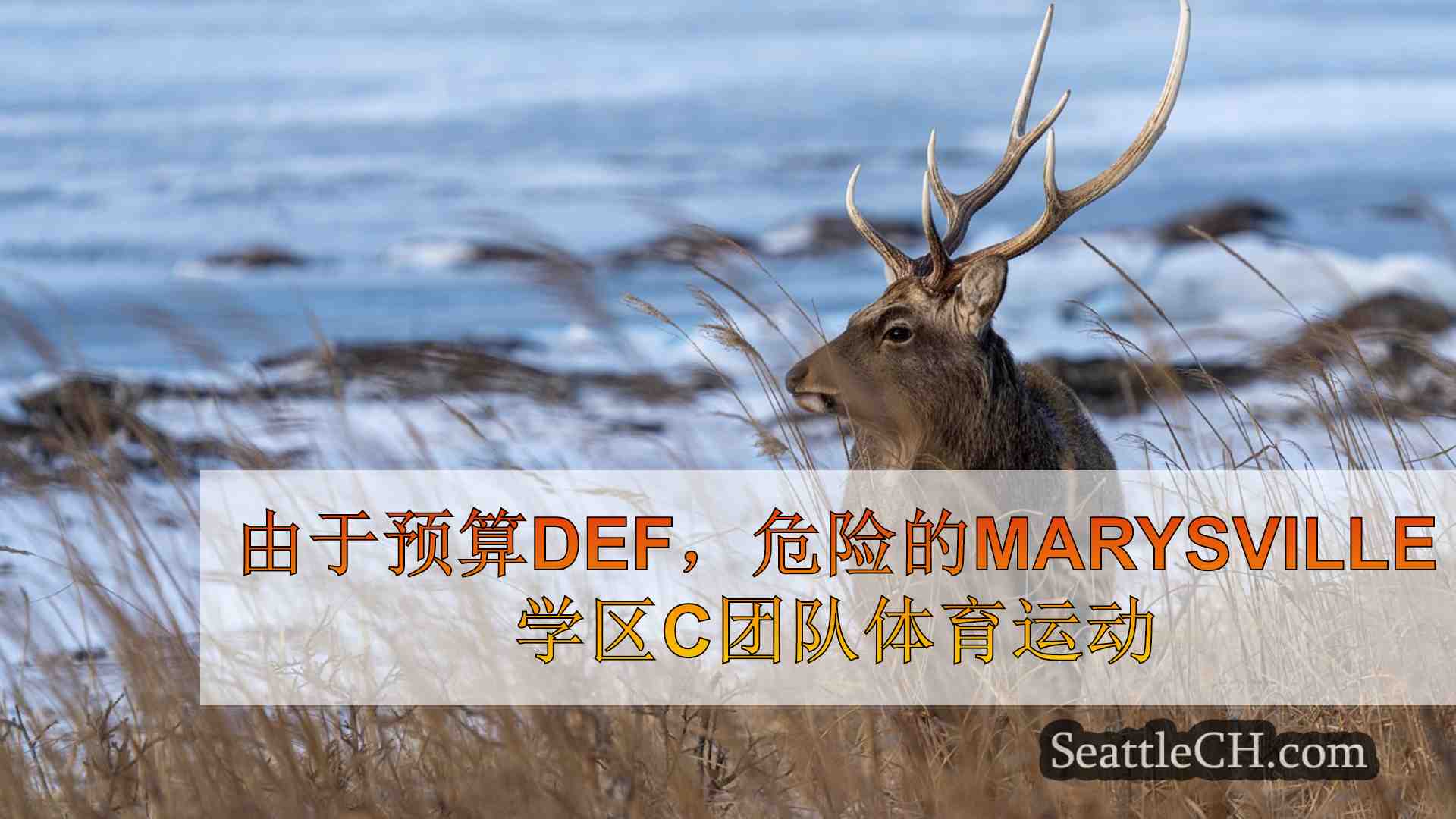 西雅图新闻 SeattleCH