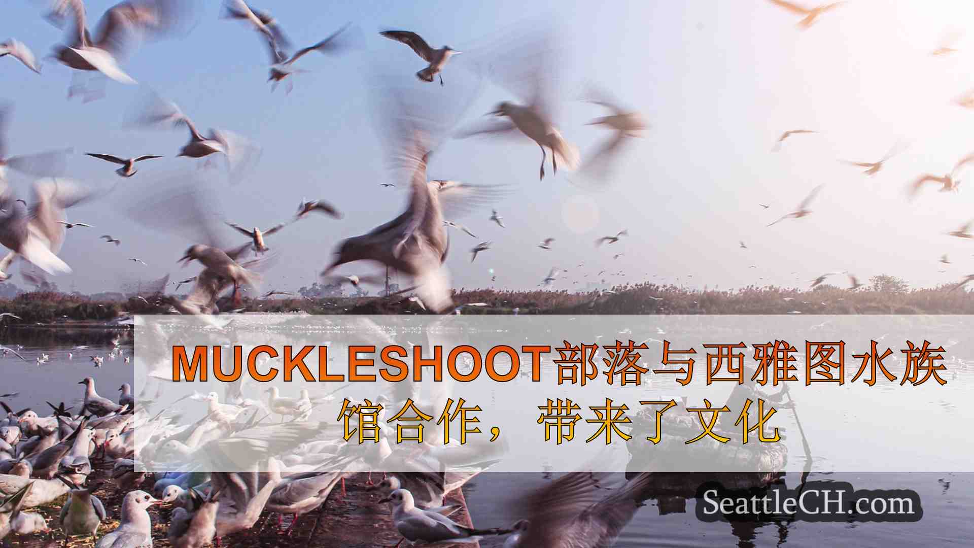 西雅图新闻 SeattleCH