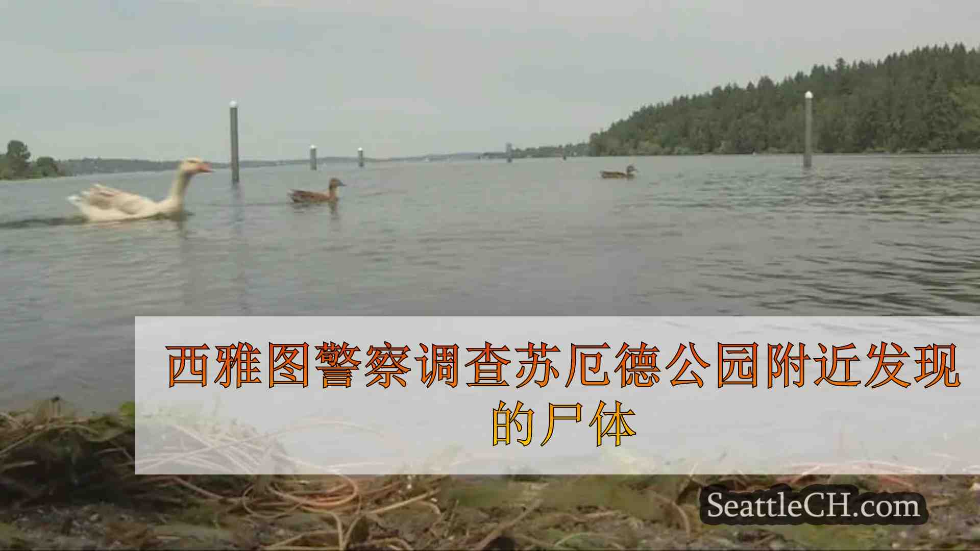 西雅图警察调查苏厄德公园附近发现的尸体
