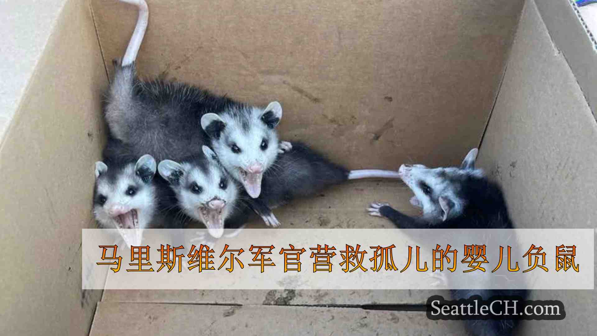 马里斯维尔军官营救孤儿的婴儿负鼠