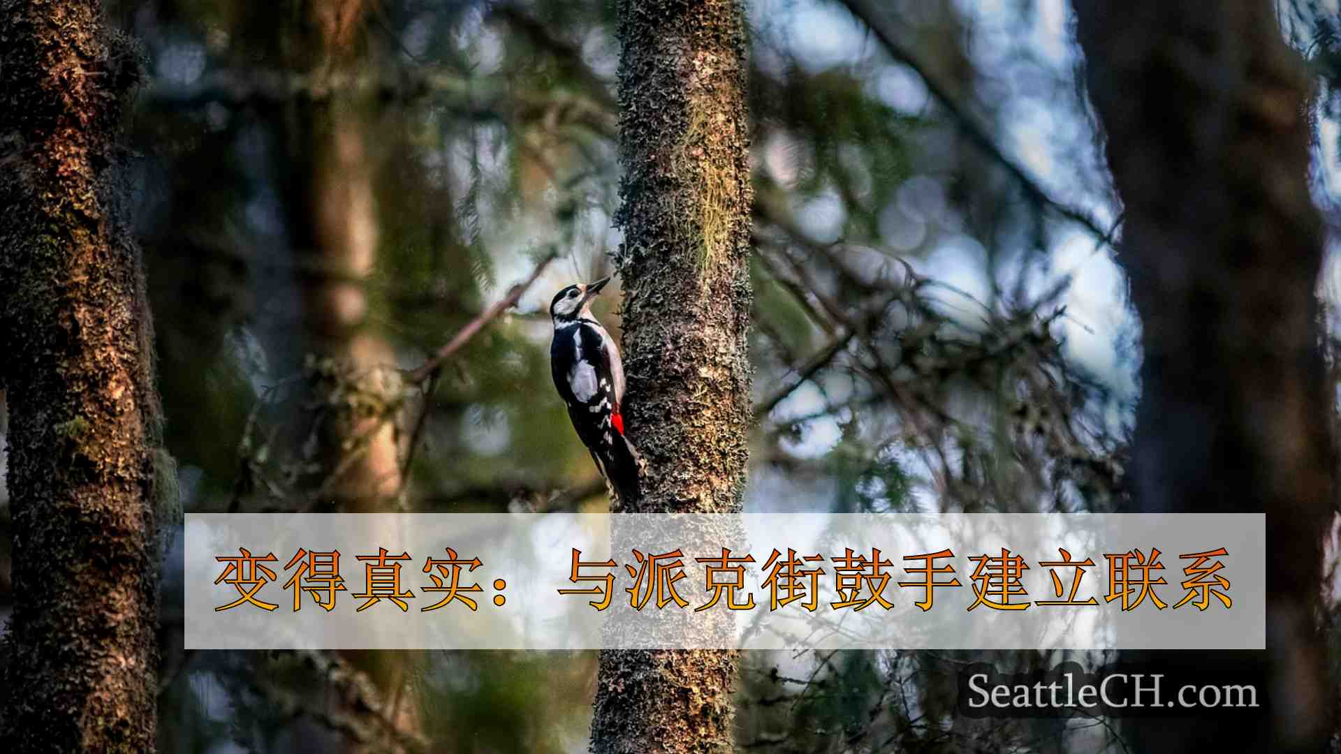 西雅图新闻 SeattleCH