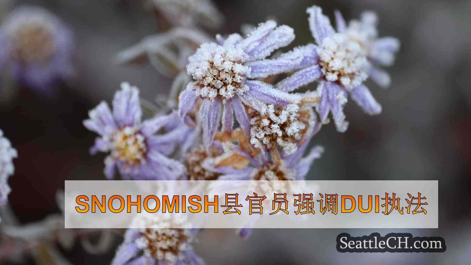 西雅图新闻 SeattleCH