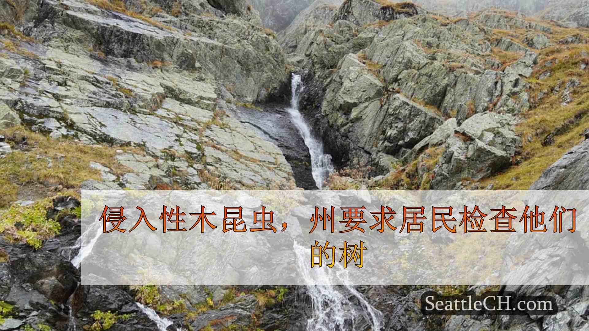 西雅图新闻 SeattleCH