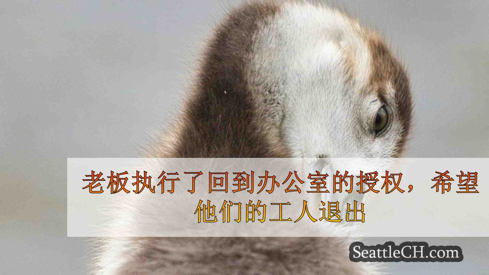 西雅图新闻 SeattleCH