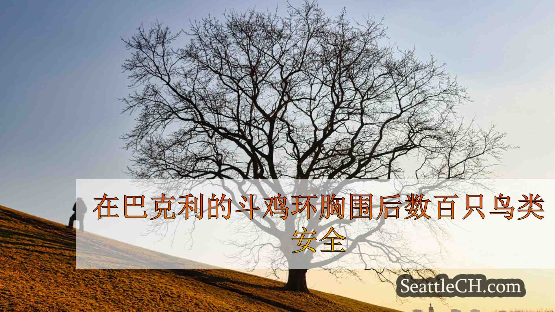 西雅图新闻 SeattleCH